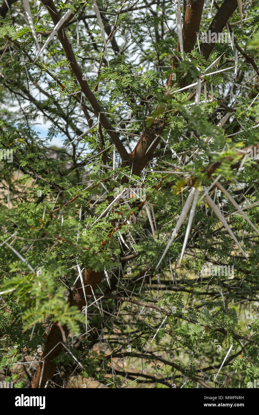 Vicious african acacia needles in Oudtshoorn,  on the tourist garden route of south africa Stock Photo