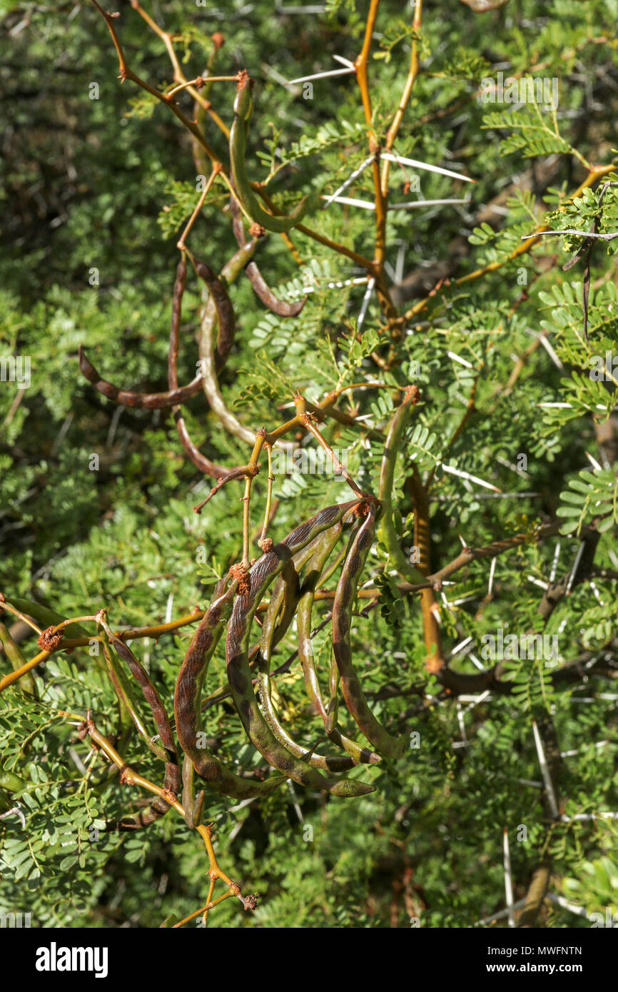 Vicious african acacia needles in Oudtshoorn,  on the tourist garden route of south africa Stock Photo