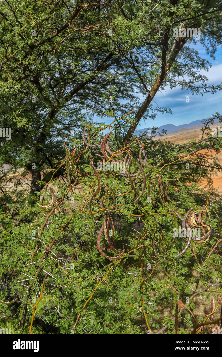 Acacia plant and mistletoe in the sunshine on the garden tourist route in south africa Stock Photo