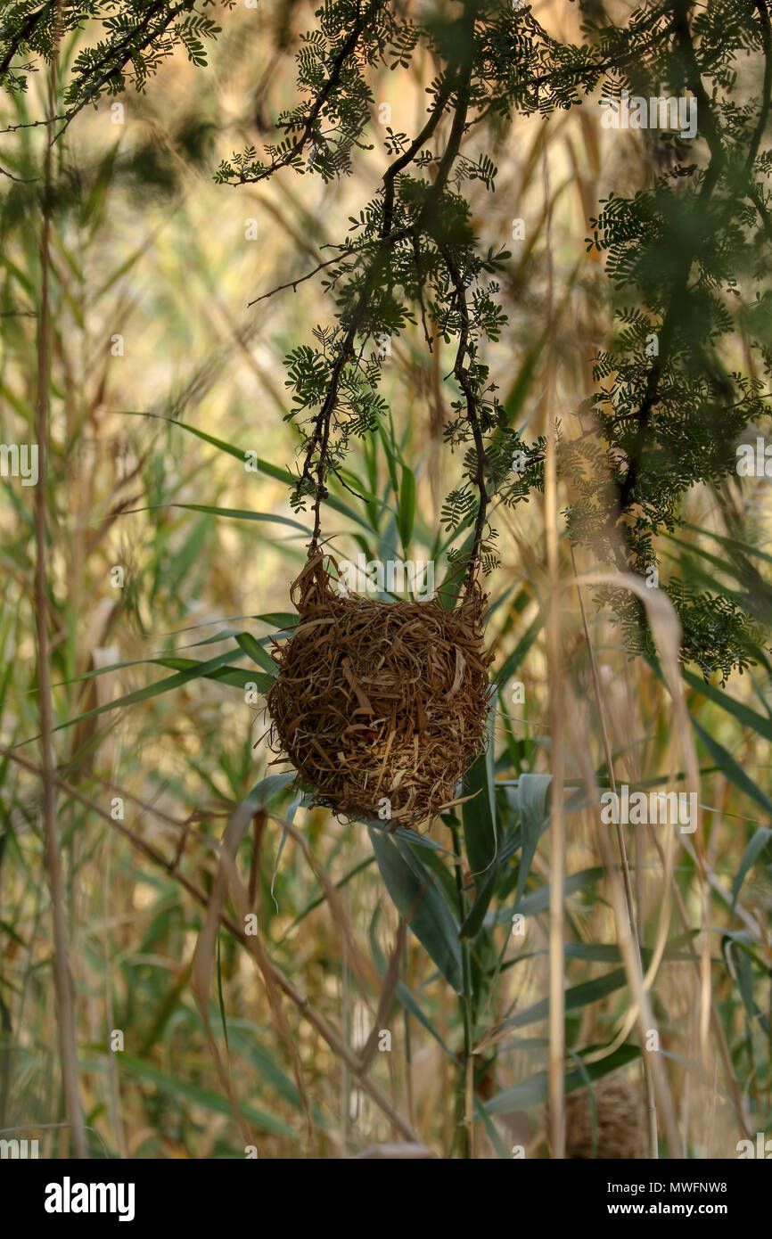 Weaver bird nest in acacia tree in oudthoorne on the garden route, south africa Stock Photo