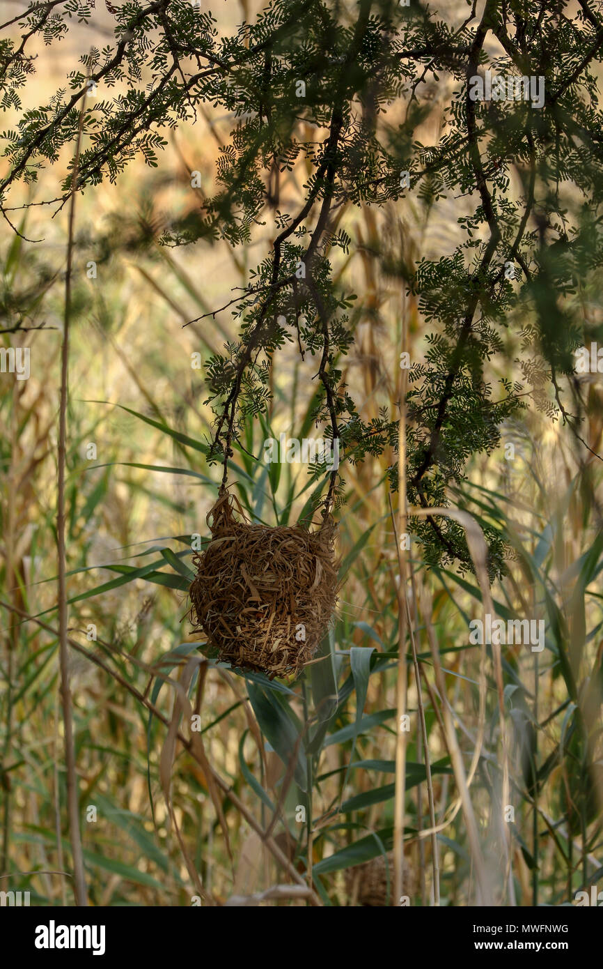 Weaver bird nest in acacia tree in oudthoorne on the garden route, south africa Stock Photo