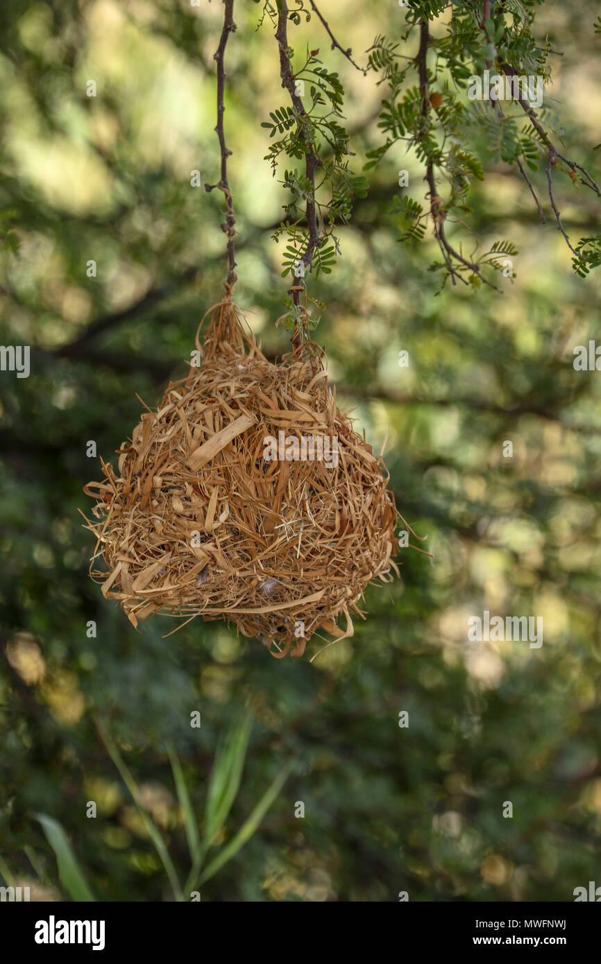 Weaver bird nest in acacia tree in oudthoorne on the garden route, south africa Stock Photo