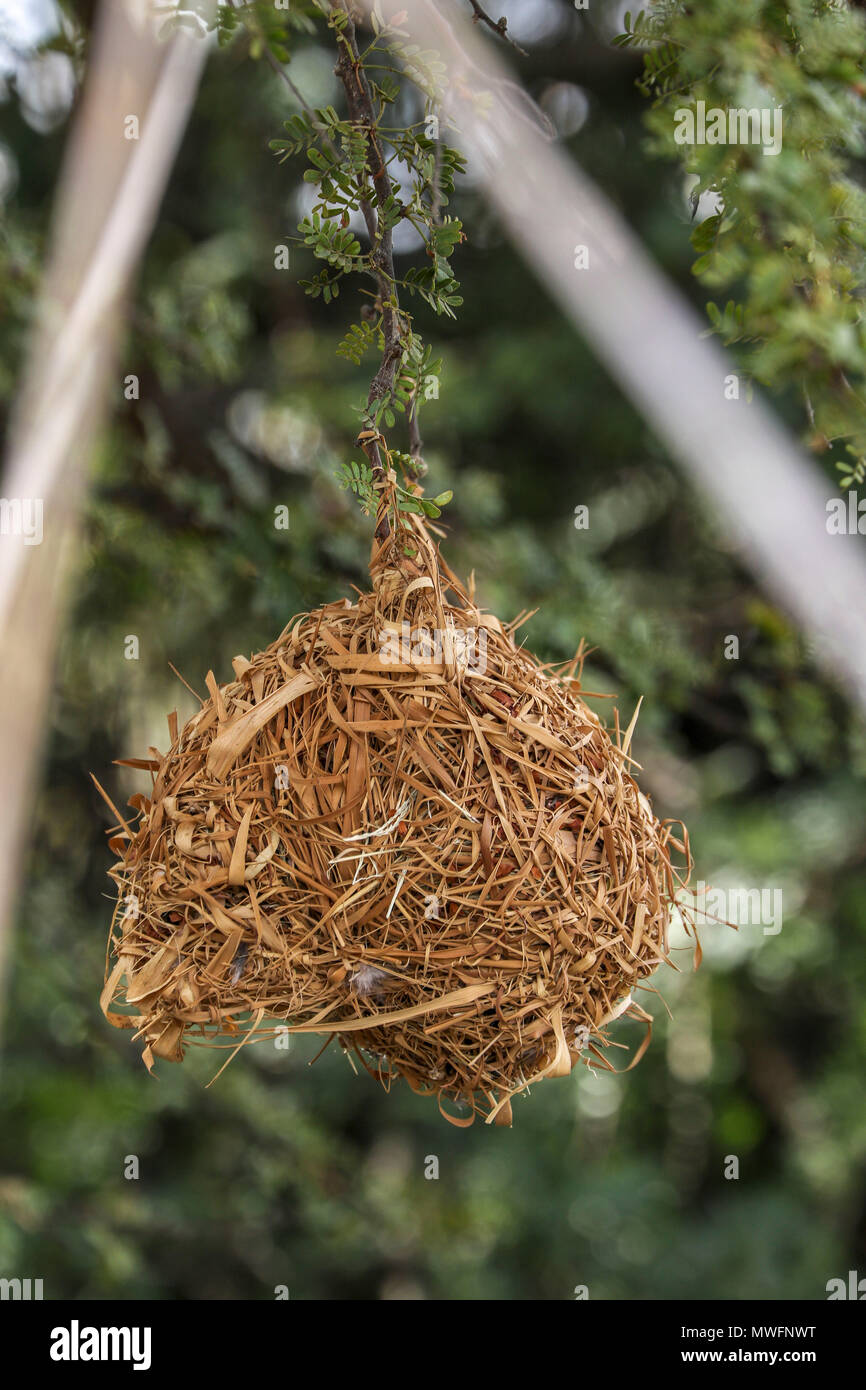 Weaver bird nest in acacia tree in oudthoorne on the garden route, south africa Stock Photo