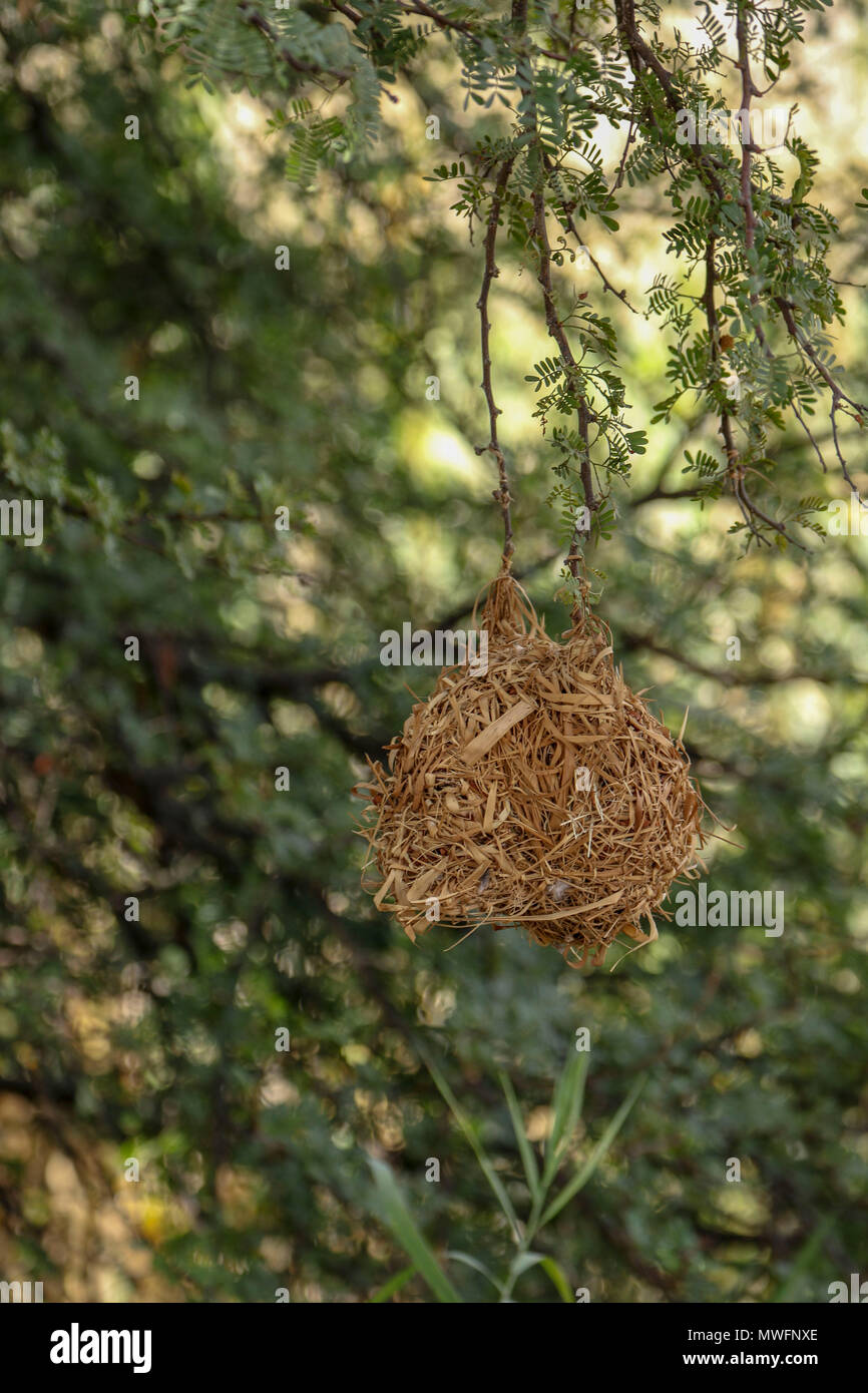 Weaver bird nest in acacia tree, on the garden route, south Africa Stock Photo