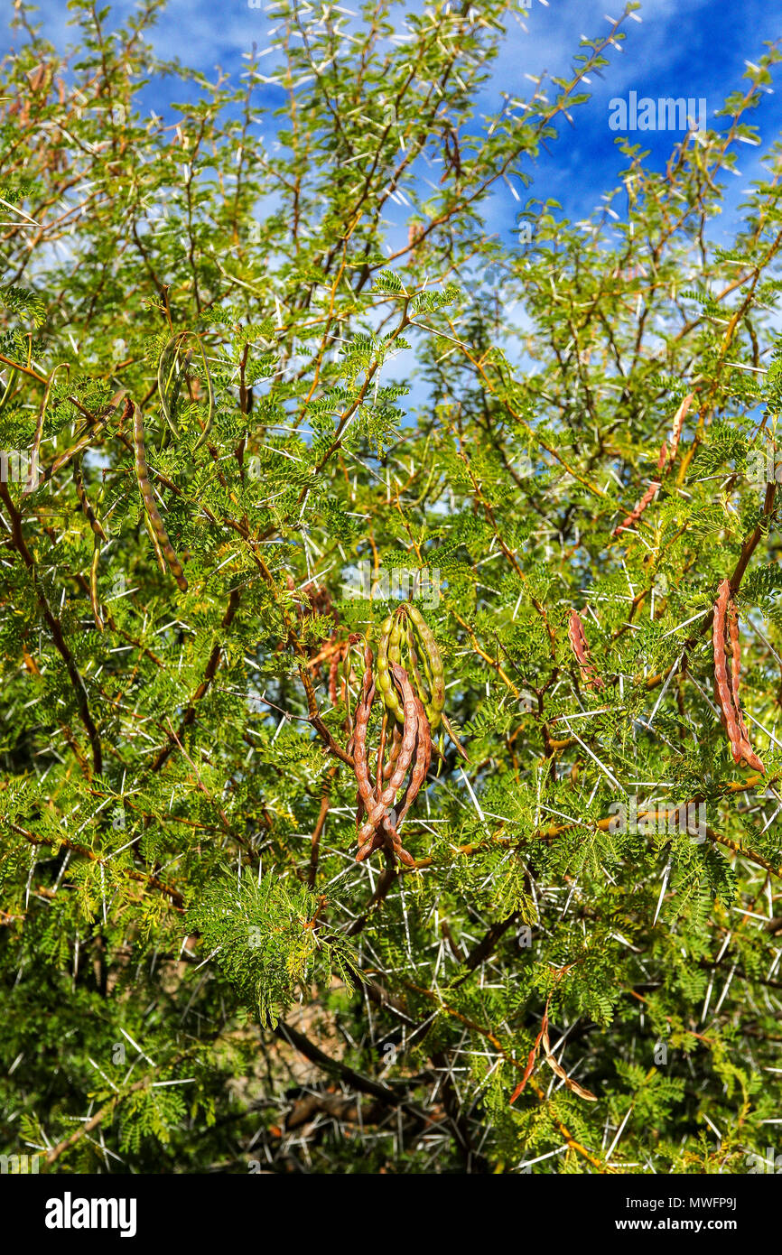 Acacia plant and mistletoe in the sunshine on the garden tourist route in south africa Stock Photo