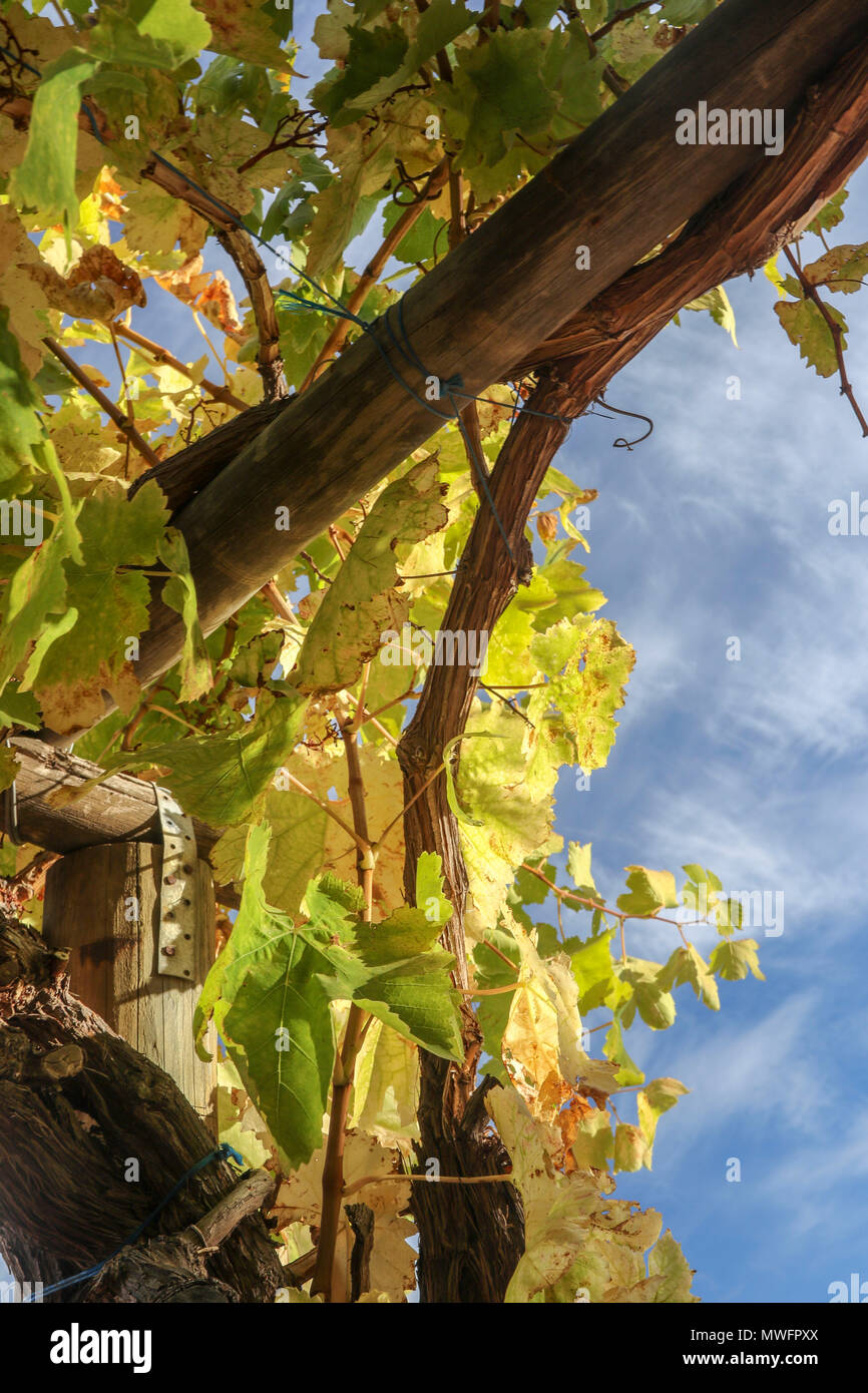 Grape vines against a blue sky, oudshorne, garden route, south africa Stock Photo