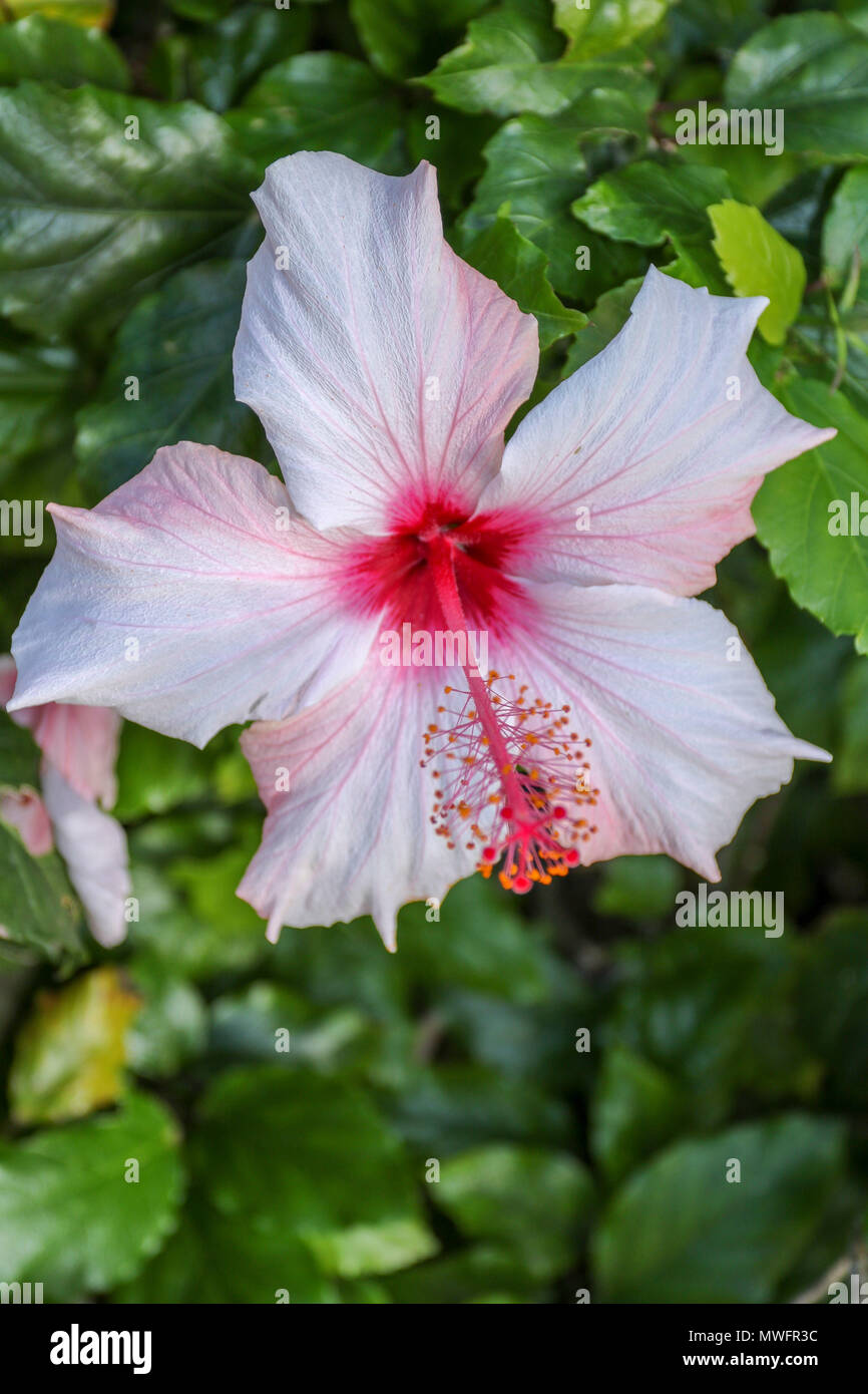 Hibiscus plant and flower, garden route, south africa Stock Photo Alamy