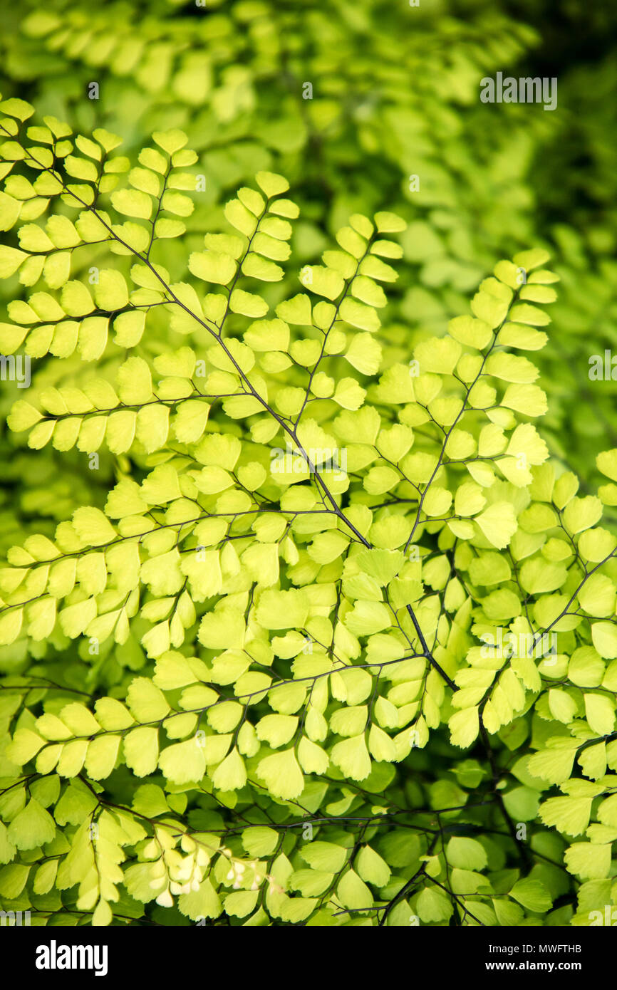 Adiantum Venustum, Himalayan Maidenhair Fern Stock Photo