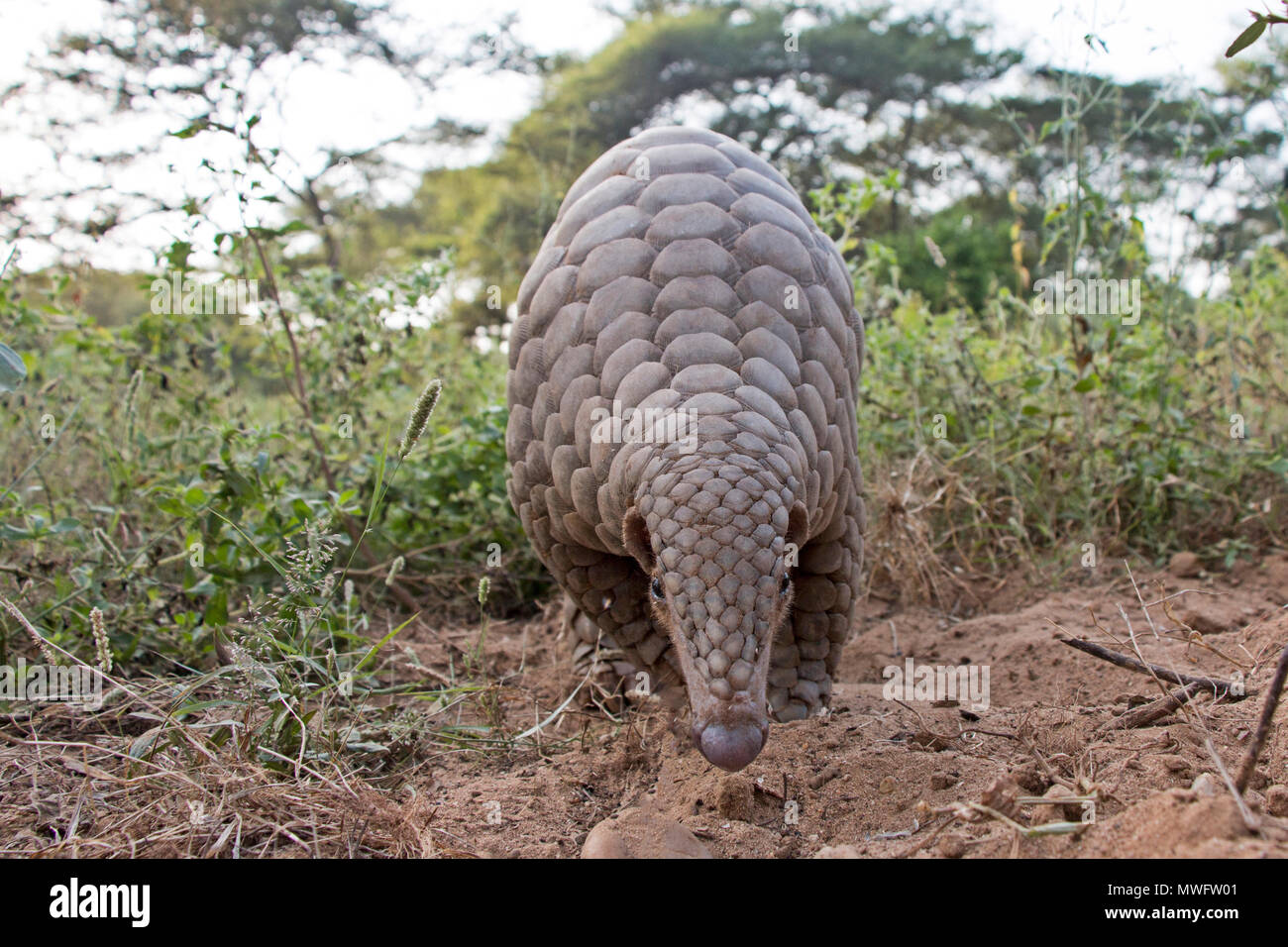 Pangolin Stock Photos & Pangolin Stock Images - Alamy1300 x 956