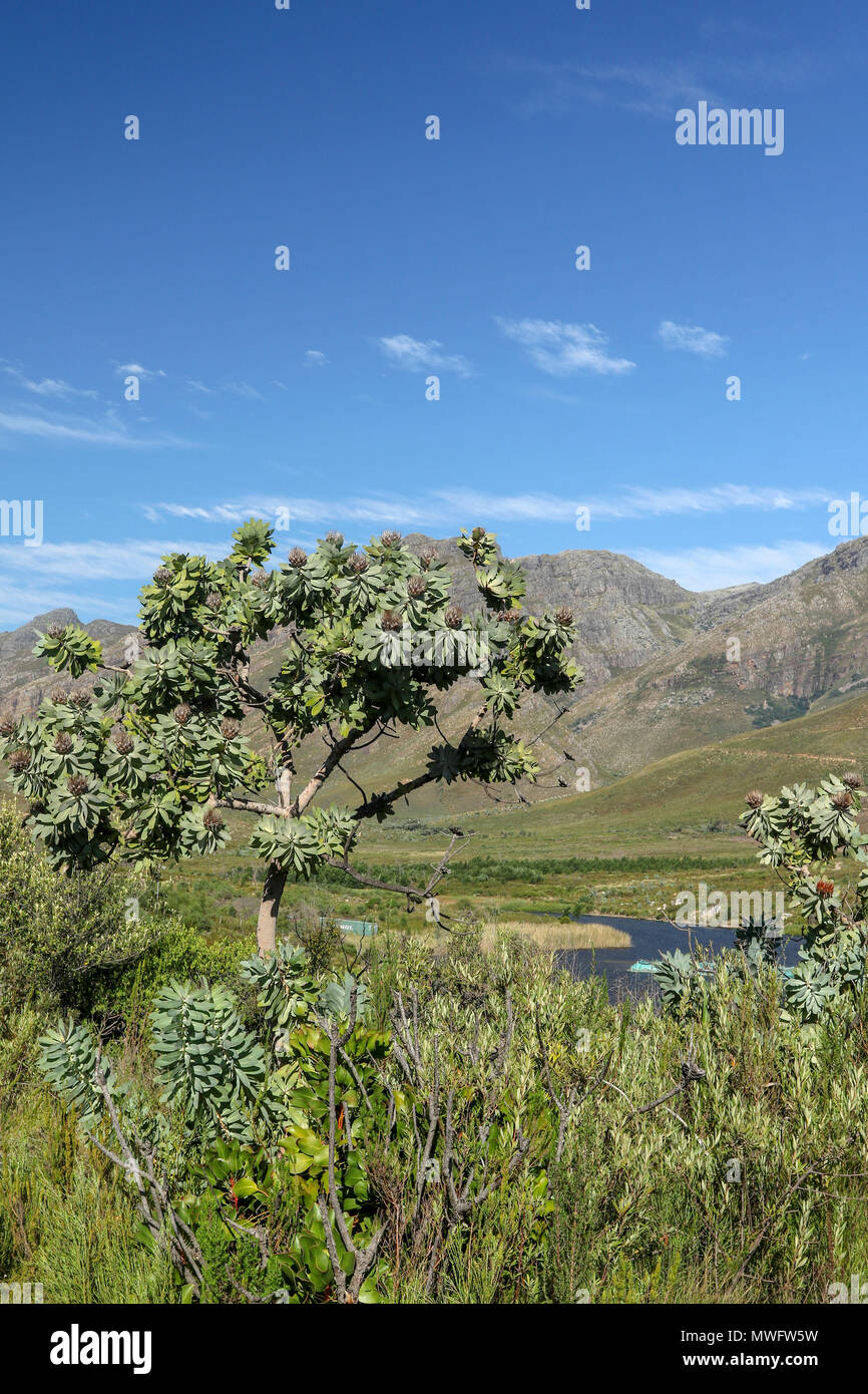 Mountain fynbos in the Jonkershoek, Cape Nature nature reserve on the garden route tourist trail, south africa Stock Photo