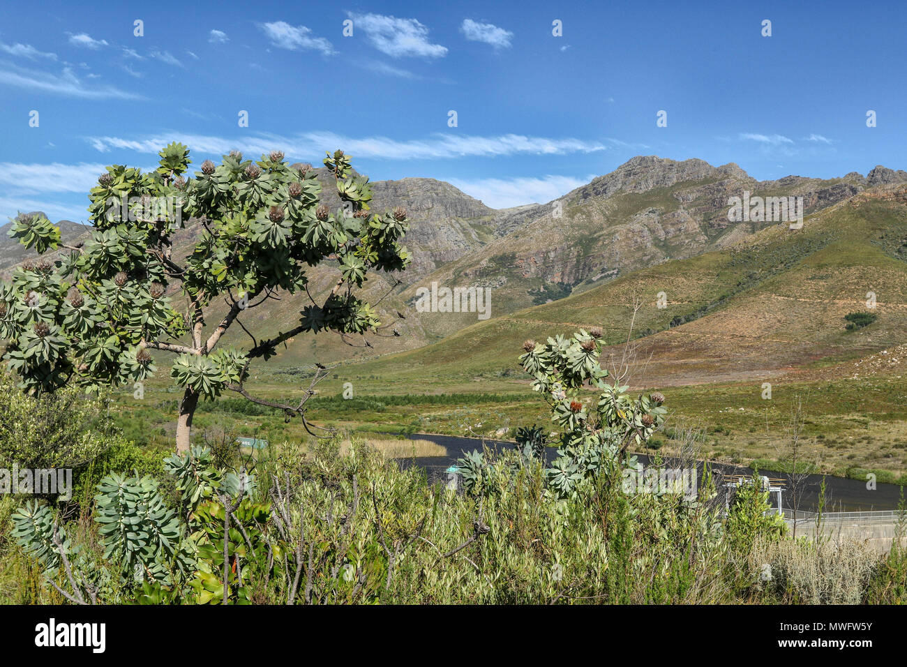 Mountain fynbos in the Jonkershoek, Cape Nature nature reserve on the garden route tourist trail, south africa Stock Photo