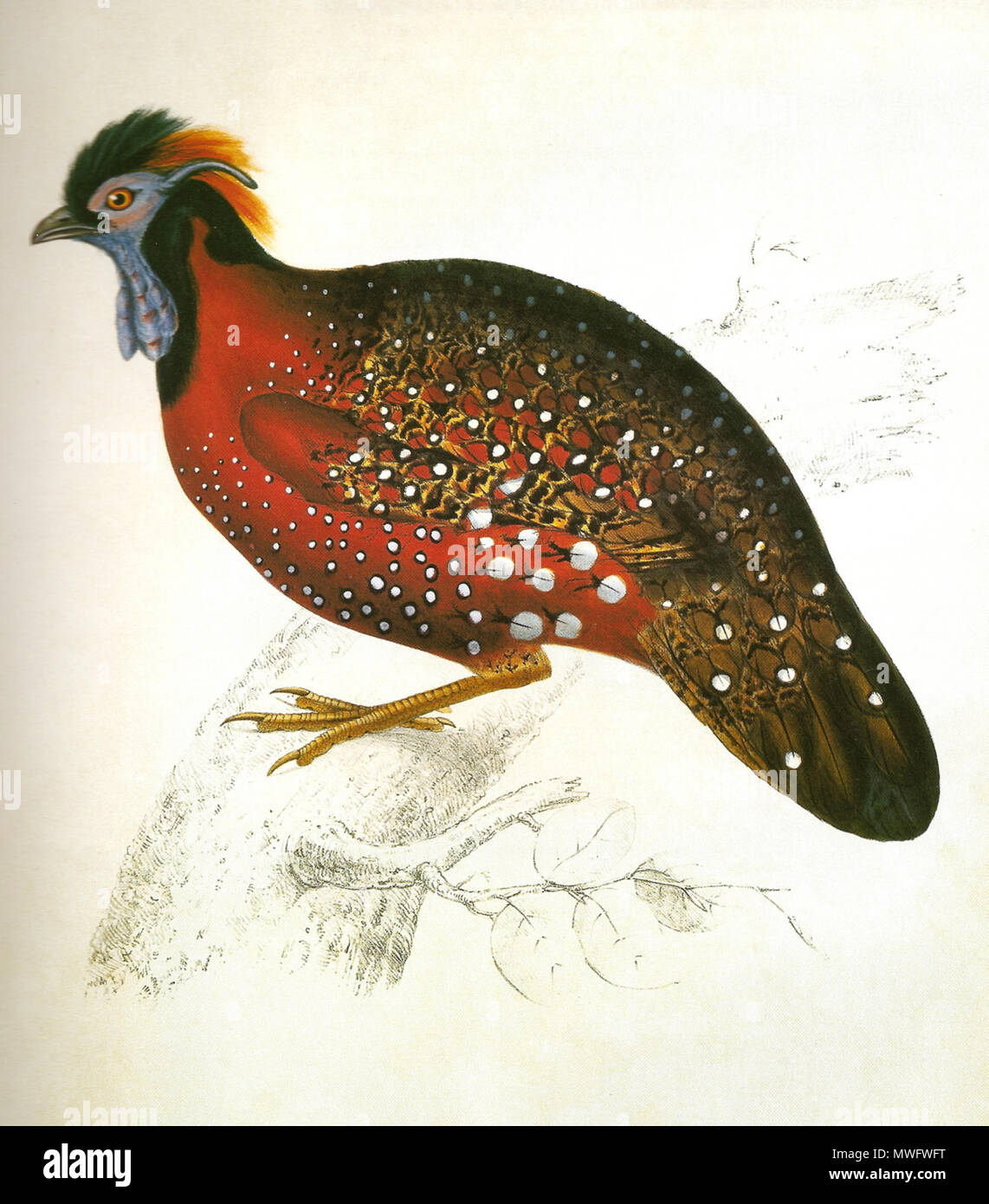. Satyr Tragopan (Crimson Tragopan, Crimson-horned Pheasant) Tragopan satyra (Linnaeus) . 1832. Elizabeth Gould 544 SatyrTragopanGould Stock Photo