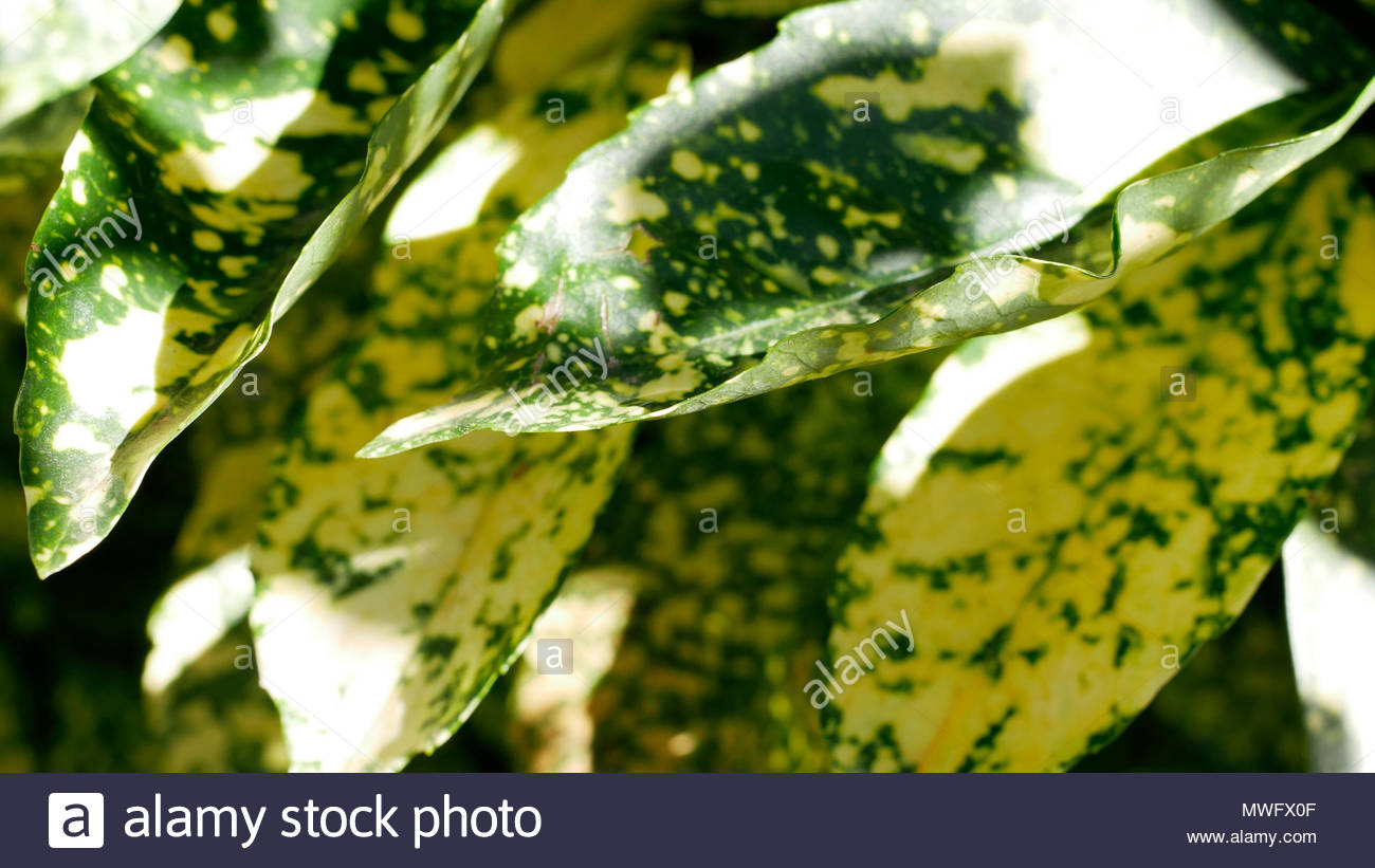Gold Dust Plant Leaves High Resolution Stock Photography and Images - Alamy