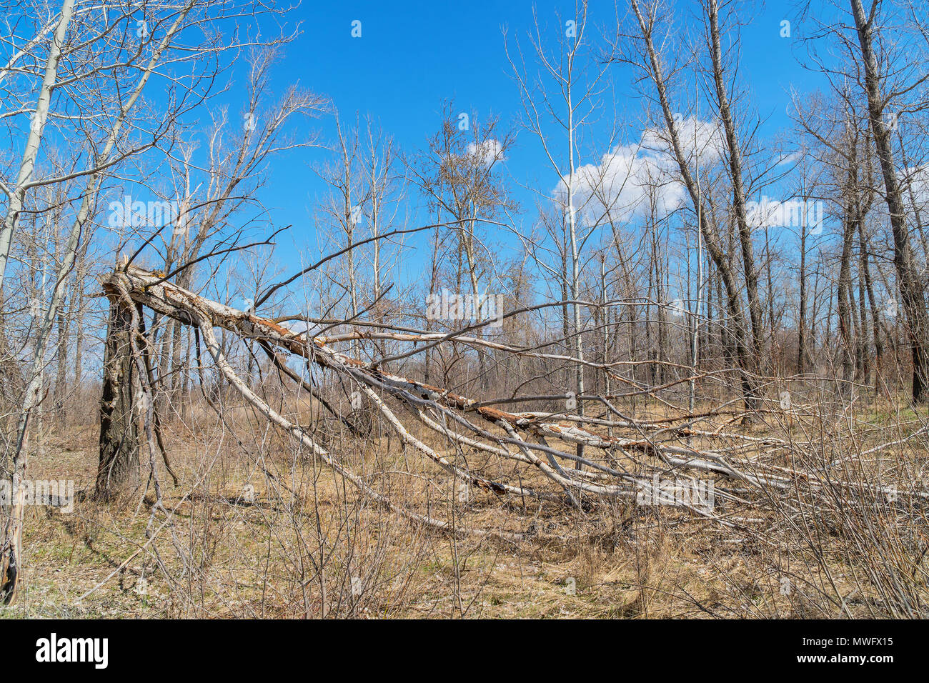 Tree trunk broken by strong wind Stock Photo