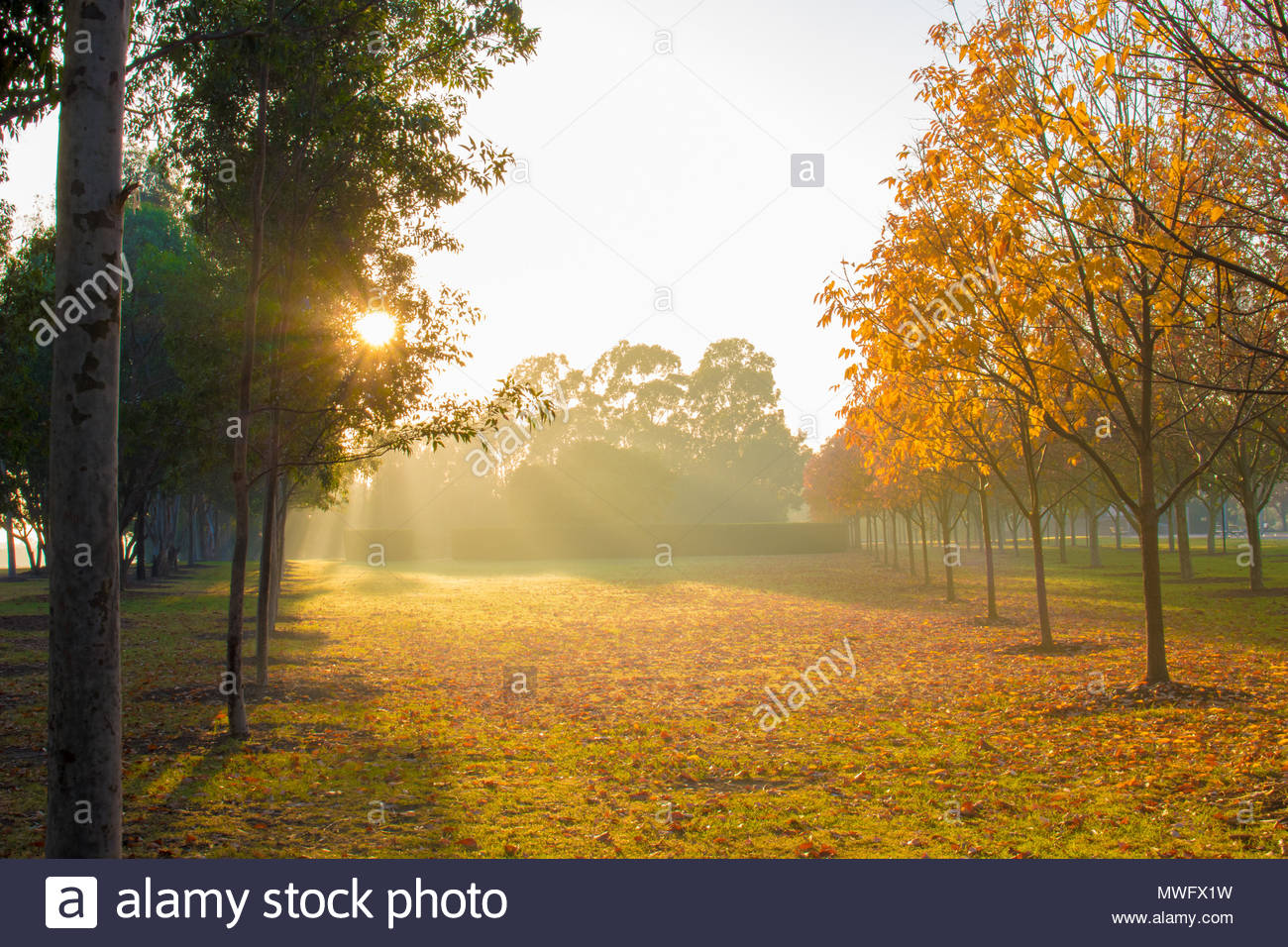Morning Glow Of The Sun Shining Through The Mist Stock Photo Alamy