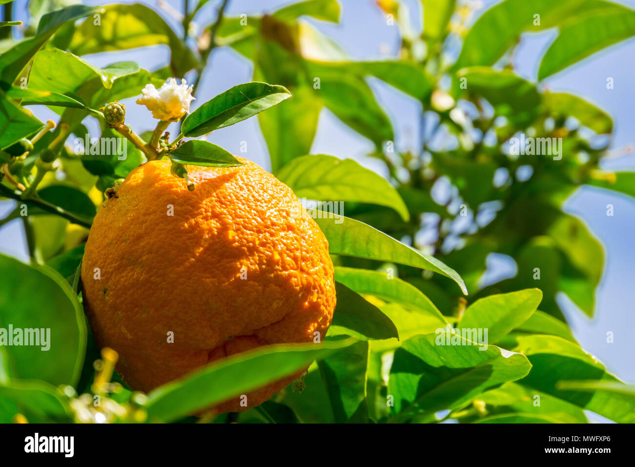 Mallorca, Seasoned grown sweet orange fruit on green orange tree Stock Photo