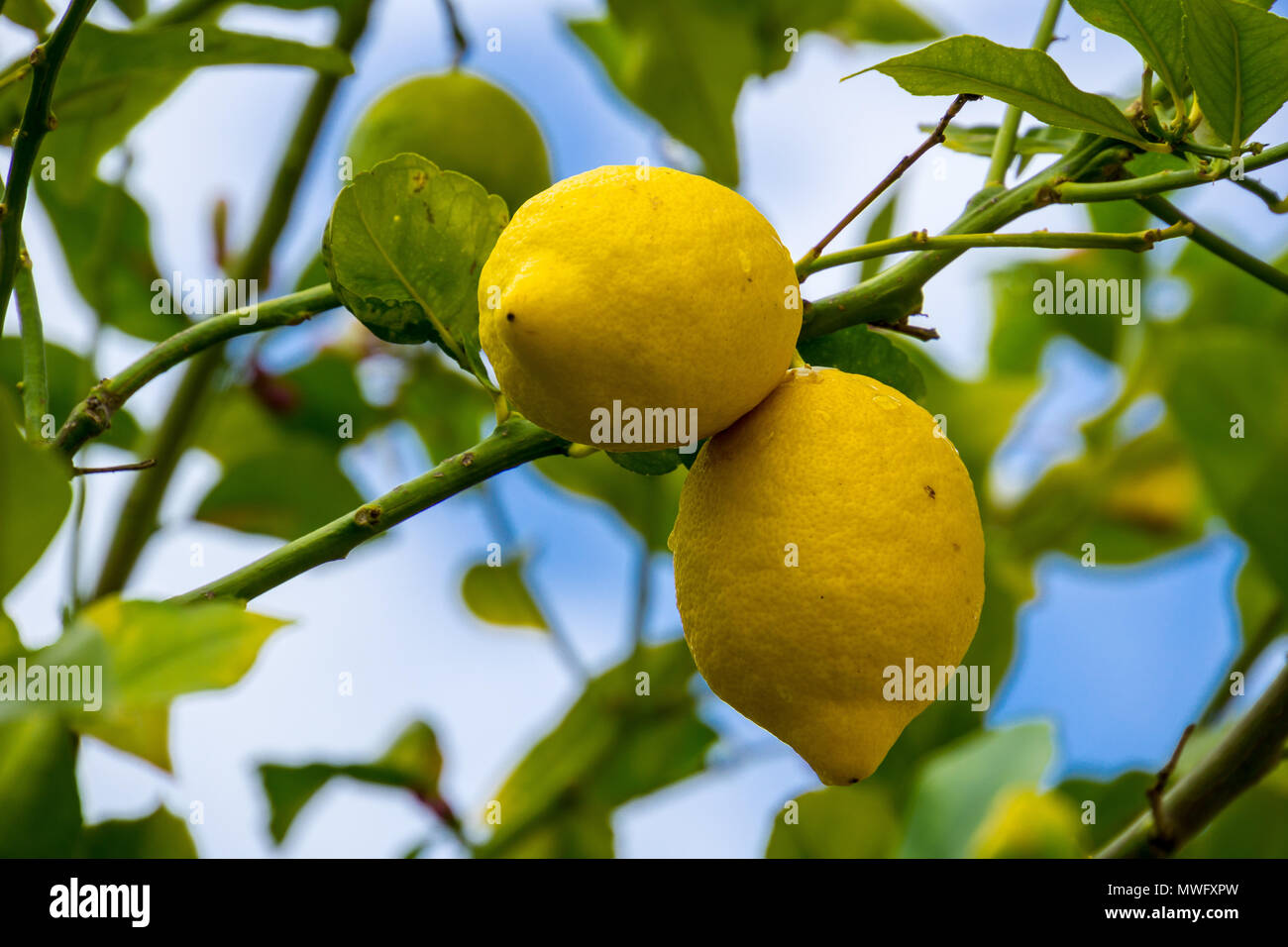 Mallorca, Two tight yellow ripe lemons on green lemon tree Stock Photo