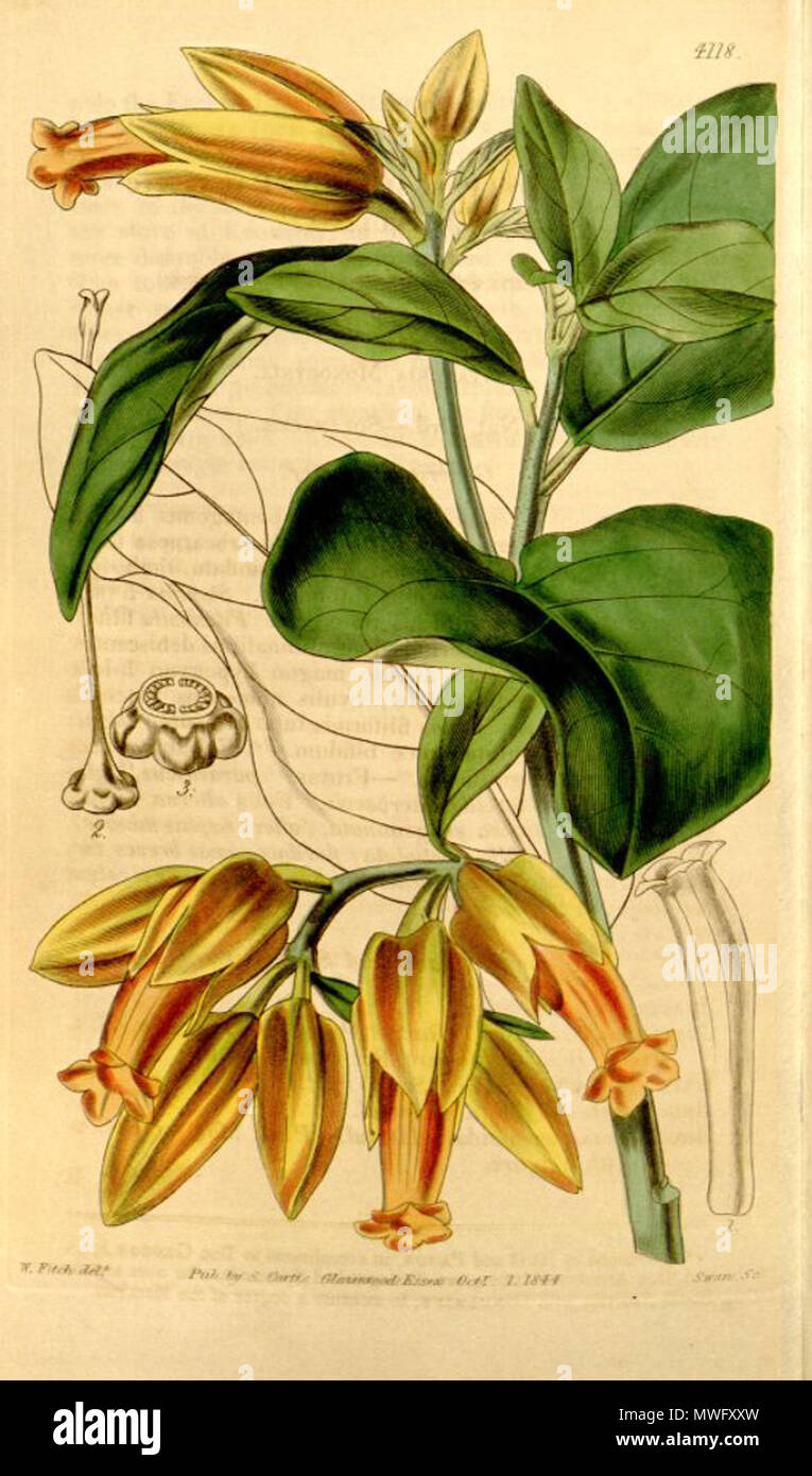 . Illustration of Juanulloa parasitica . 1844. William Curtis (1746-1799), William Jackson Hooker (1785-1865) 328 Juanulloa parasitica Stock Photo