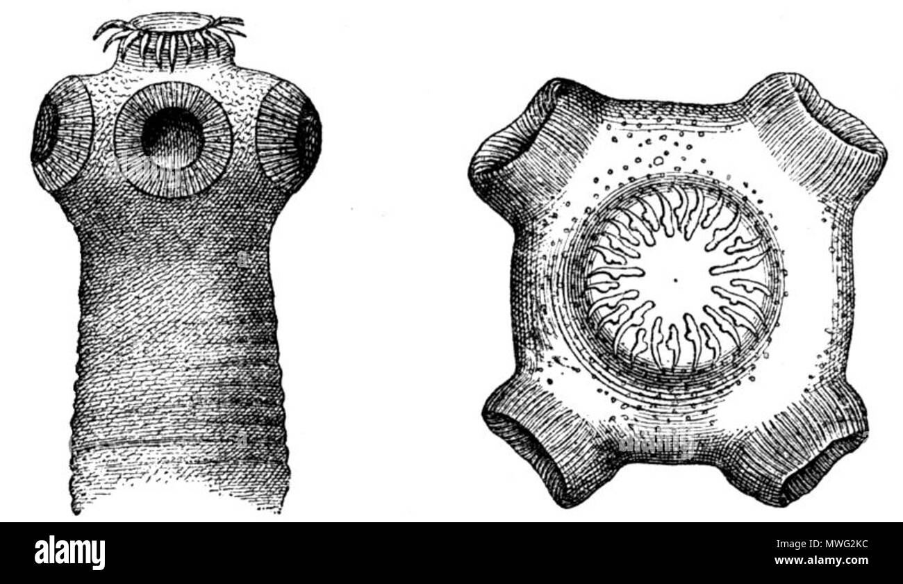 . Deutsch: Kopf des bewaffneten Bandwurms, Taenia solium. Links – von der Seite (30 mal vergr.); rechts – von oben (55 mal vergr.) English: Scolex of the pork tapeworms (Taenia solium). Left – side view (×30), right – view from above (×55). Original size of the picture: 2.8 x 1.6 in² (7.0 x 4.0 cm²). . Hubert Ludwig 346 Kopf bewaffneter Bandwurm-drawing Stock Photo