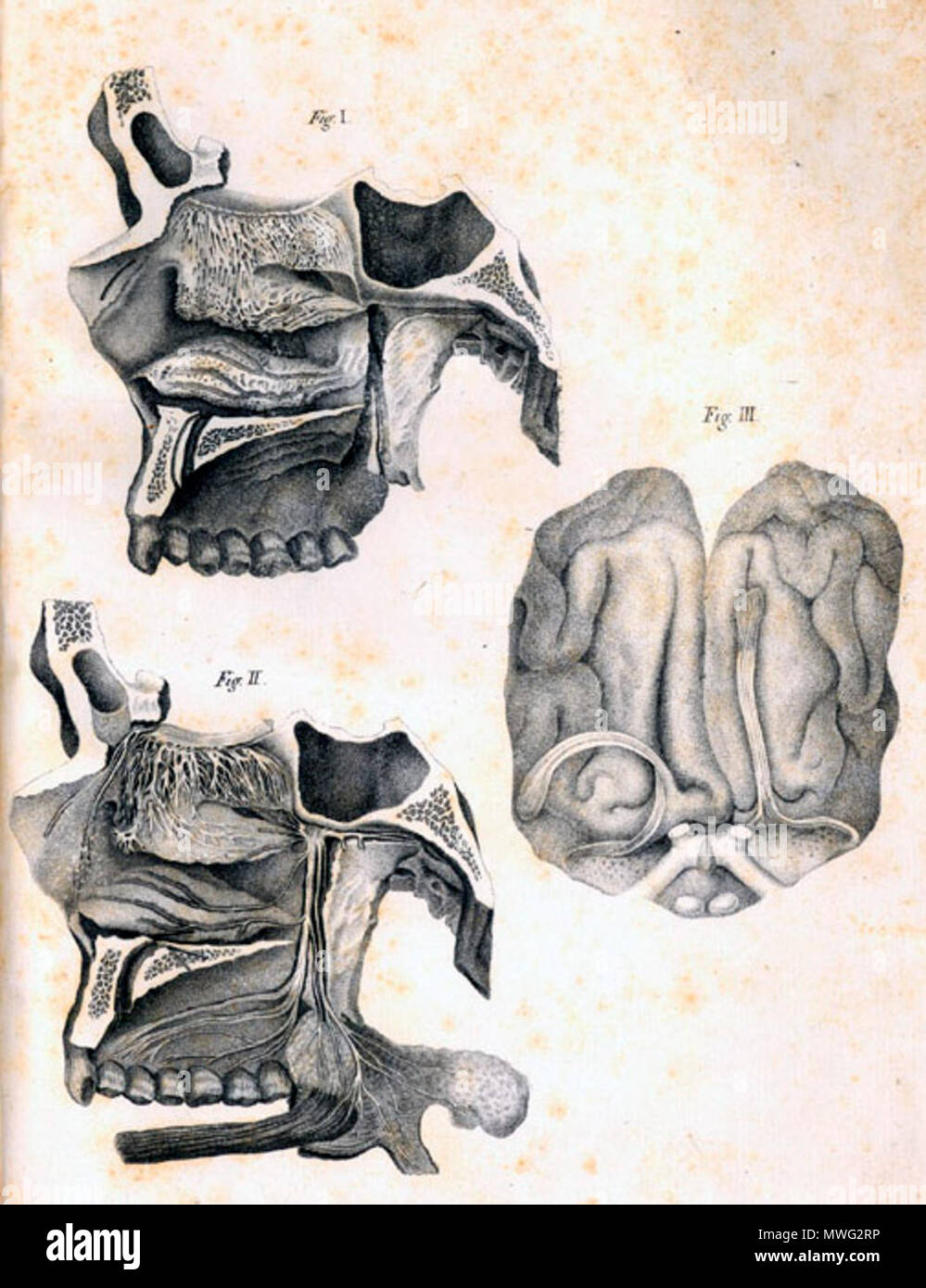 . Antonio Scarpa (1752-1832): Anatomicarum annotationum, 1779. January 2008. McLeod 545 Scarpa olfactory glands Stock Photo