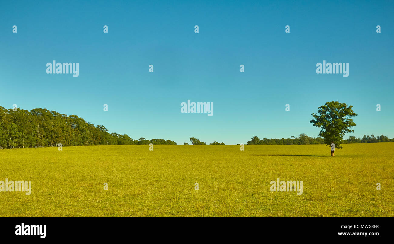 A single tree to the right in a green field on a cloudless blue sky autumn day with a row of trees behind, New South Wales, Australia Stock Photo