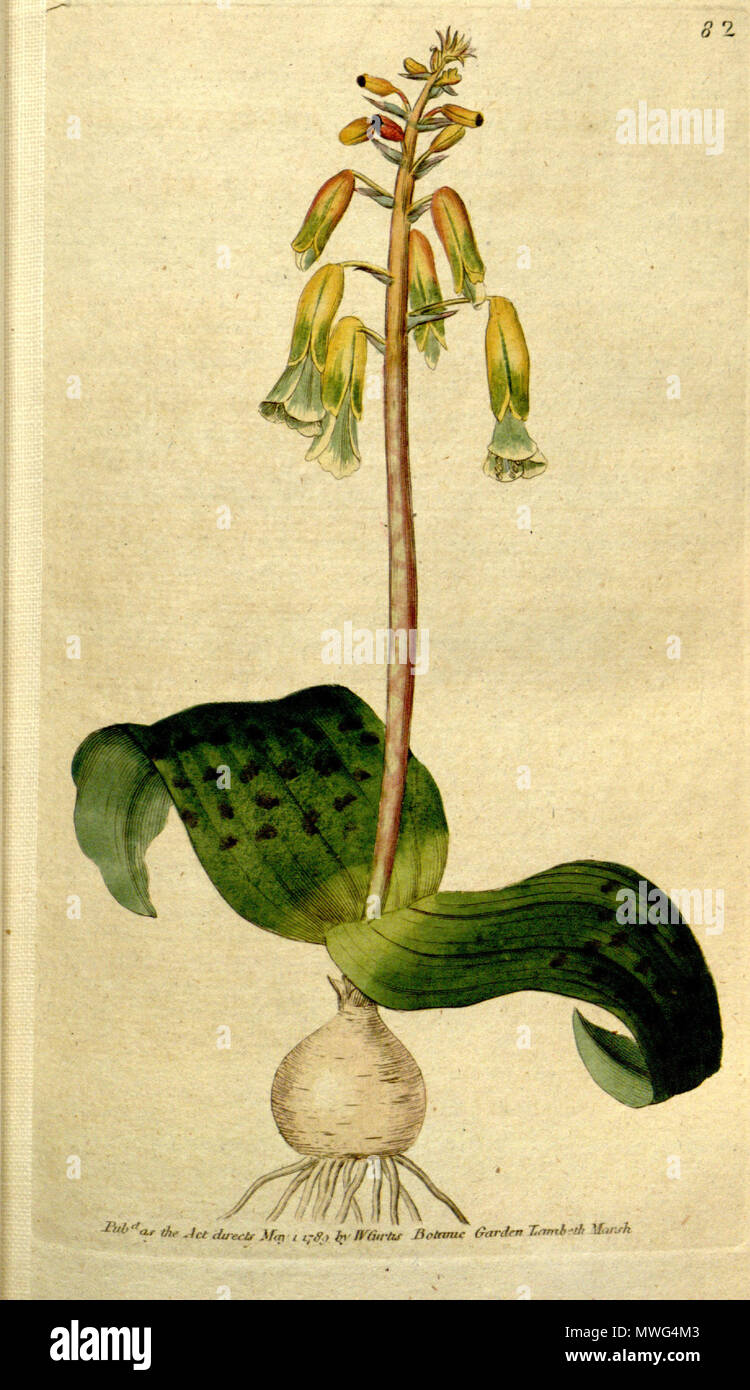 . English: Lachenalia aloides (L.f.) Engl., as Lachenalia tricolor Thunb. 15 March 2015. Curtis 356 Lachenalia aloides Stock Photo