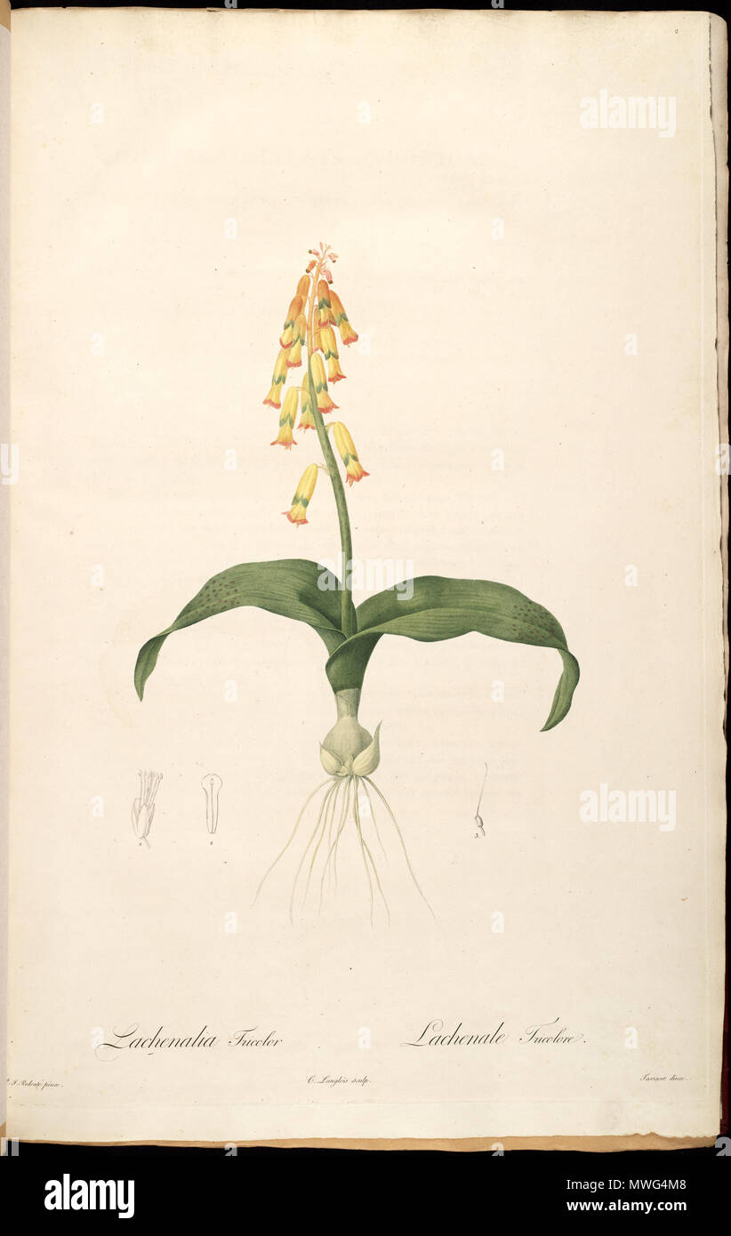 . English: Lachenalia aloides (L.f.) Engl., as Lachenalia tricolor Thunb. 15 March 2015. P.J. Redouté 356 Lachenalia aloides2 Stock Photo