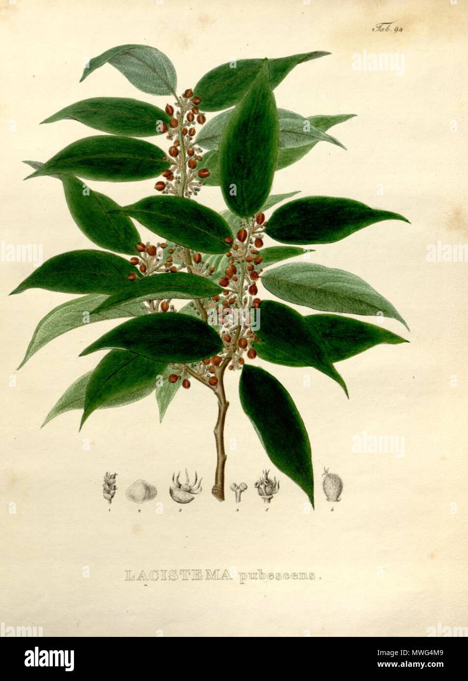 . Illustration of Lacistema pubescens . 1824. Carl Friedrich Philipp von Martius (1794-1868) 356 Lacistema pubescens Stock Photo