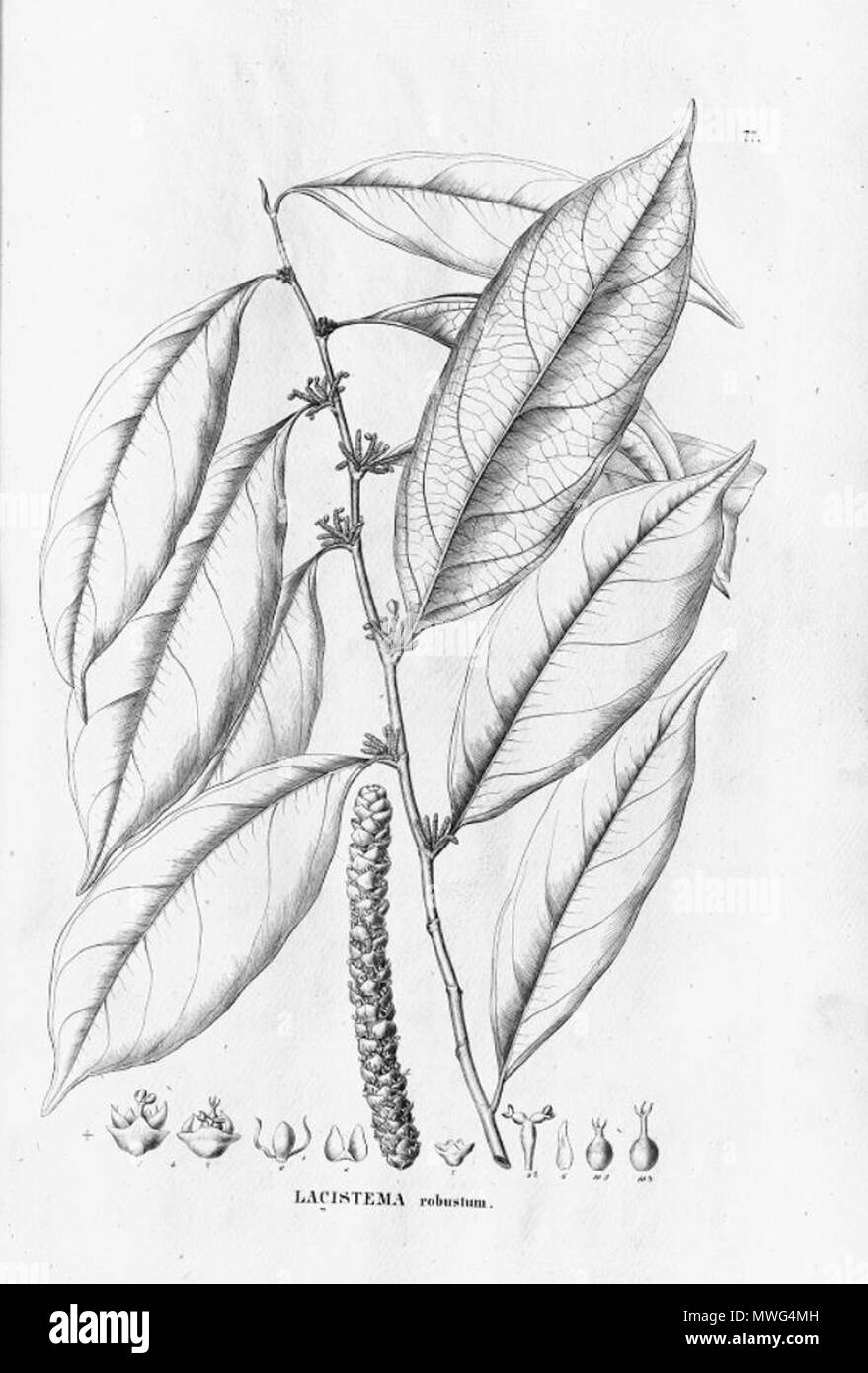 . Illustration of Lacistema robustum . between 1852 and 1863. Carl Friedrich Philipp von Martius (1794-1868) 356 Lacistema robustum Stock Photo