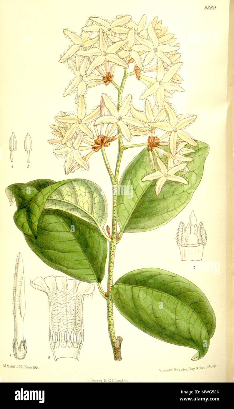 . Landolphia petersiana (= Ancylobothrys petersiana), Apocynaceae . 1911. M.S. del., J.N.Fitch lith. 358 Landolphia petersiana 137-8389 Stock Photo