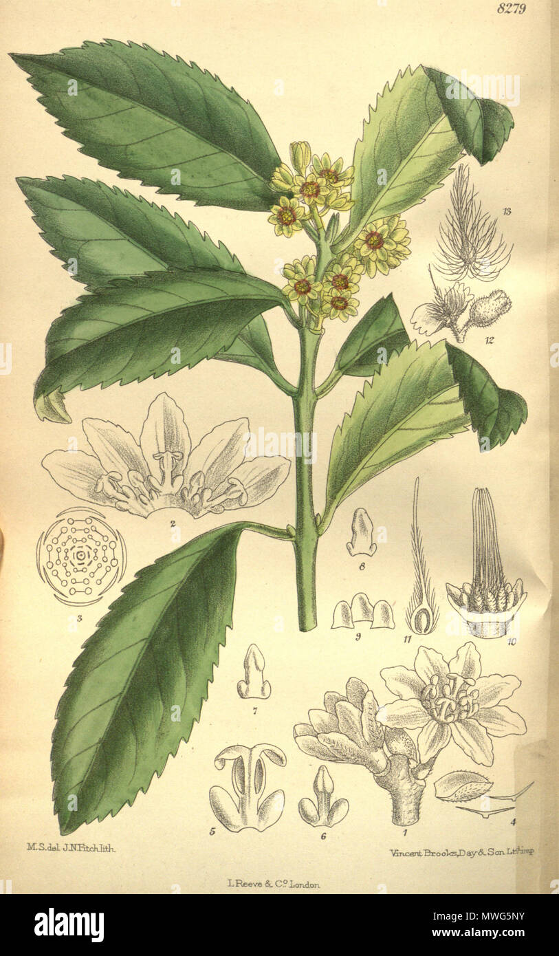 . Laurelia serrata (= Laurelia sempervirens), Atherospermataceae . 1909. M.S. del., J.N.Fitch lith. 360 Laurelia serrata 135-8279 Stock Photo