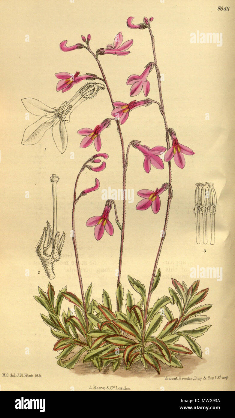. Lobelia holstii, Campanulaceae, Lobelioideae . 1916. M.S. del., J.N.Fitch lith. 374 Lobelia holstii 142-8648 Stock Photo