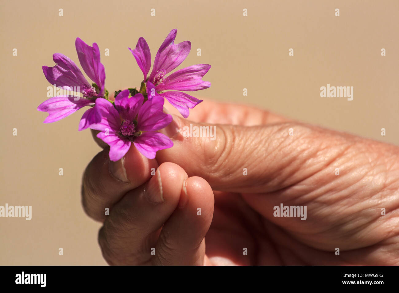 I'll give you flowers for this day Stock Photo Alamy