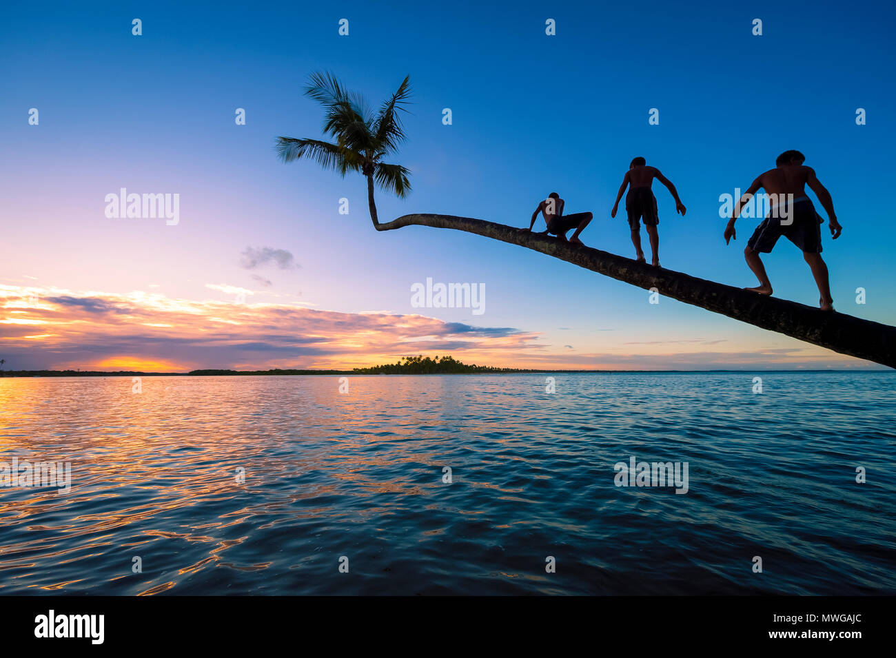Silhouettes of unrecognizable young guys climb a coconut palm tree overhanging calm tropical waters at sunset. Stock Photo