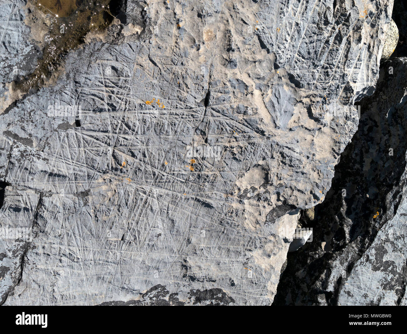 Closeup of multi-directional drift ice abrasion marks mudstone rock shown in Alamy image MWGBW2, Glen Scaladal Bay, Isle of Skye, Scotland UK Stock Photo
