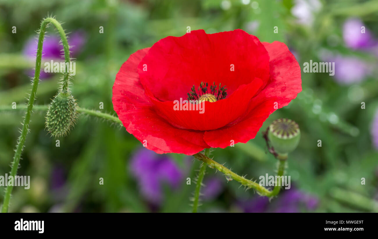 Papaver rhoeas common names include corn poppy , corn rose , field poppy , Flanders poppy , red poppy , red weed , coquelicot Stock Photo