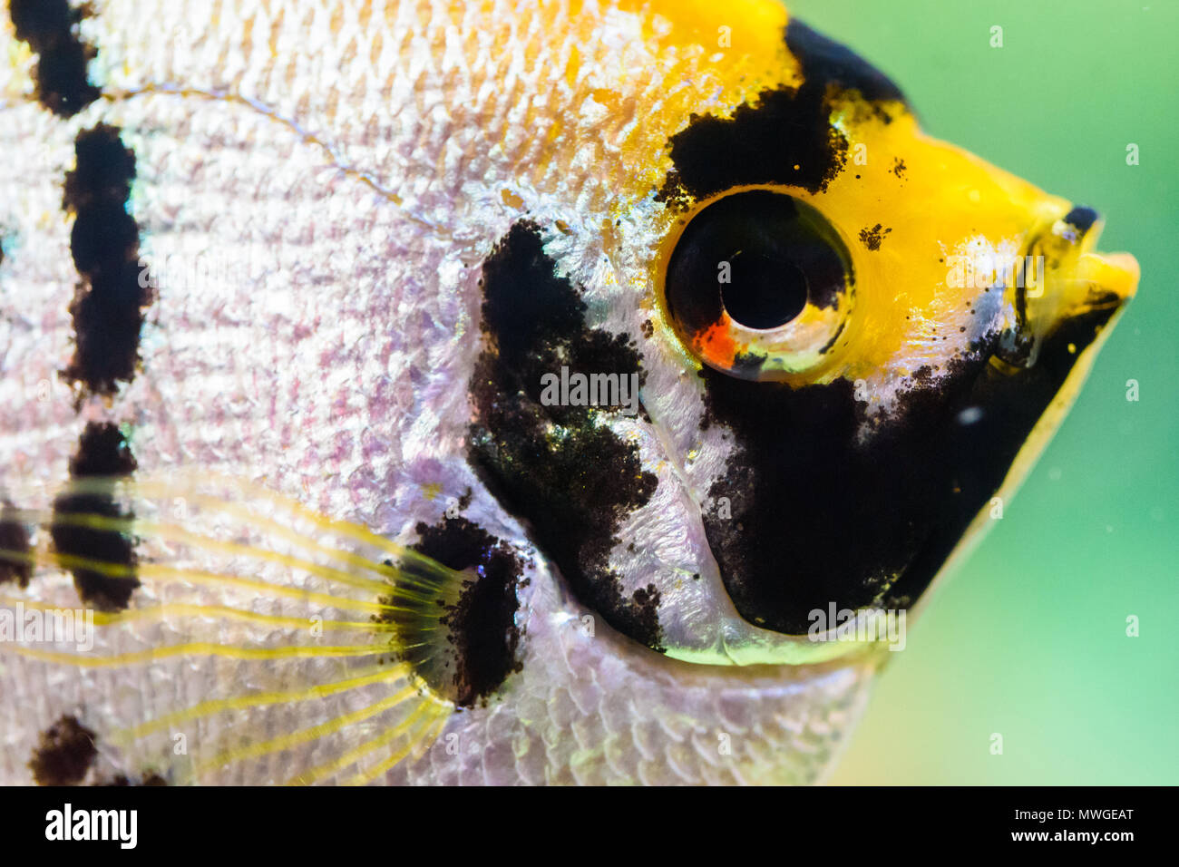 Close up of an Angel Fish eye in an Aquarium Stock Photo