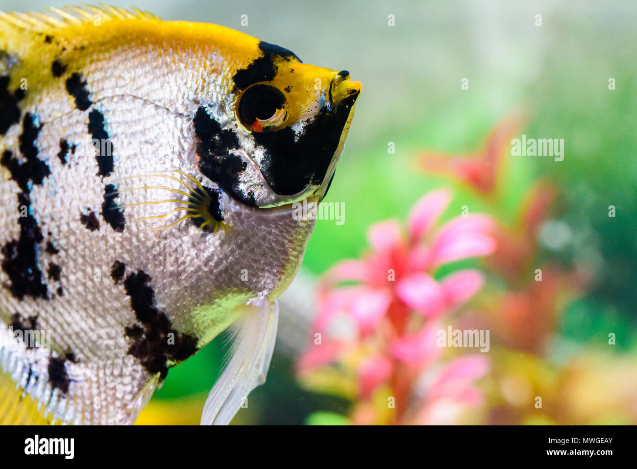 Close up of an Angel Fish eye in an Aquarium Stock Photo