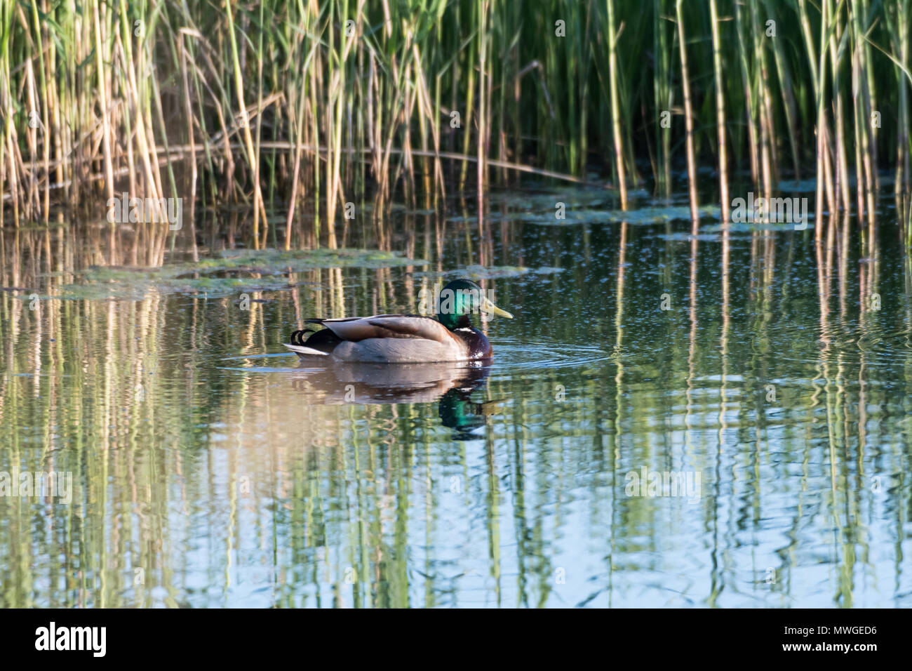 Beautiful male Mallard duck in natural habitat in a pond Stock Photo ...