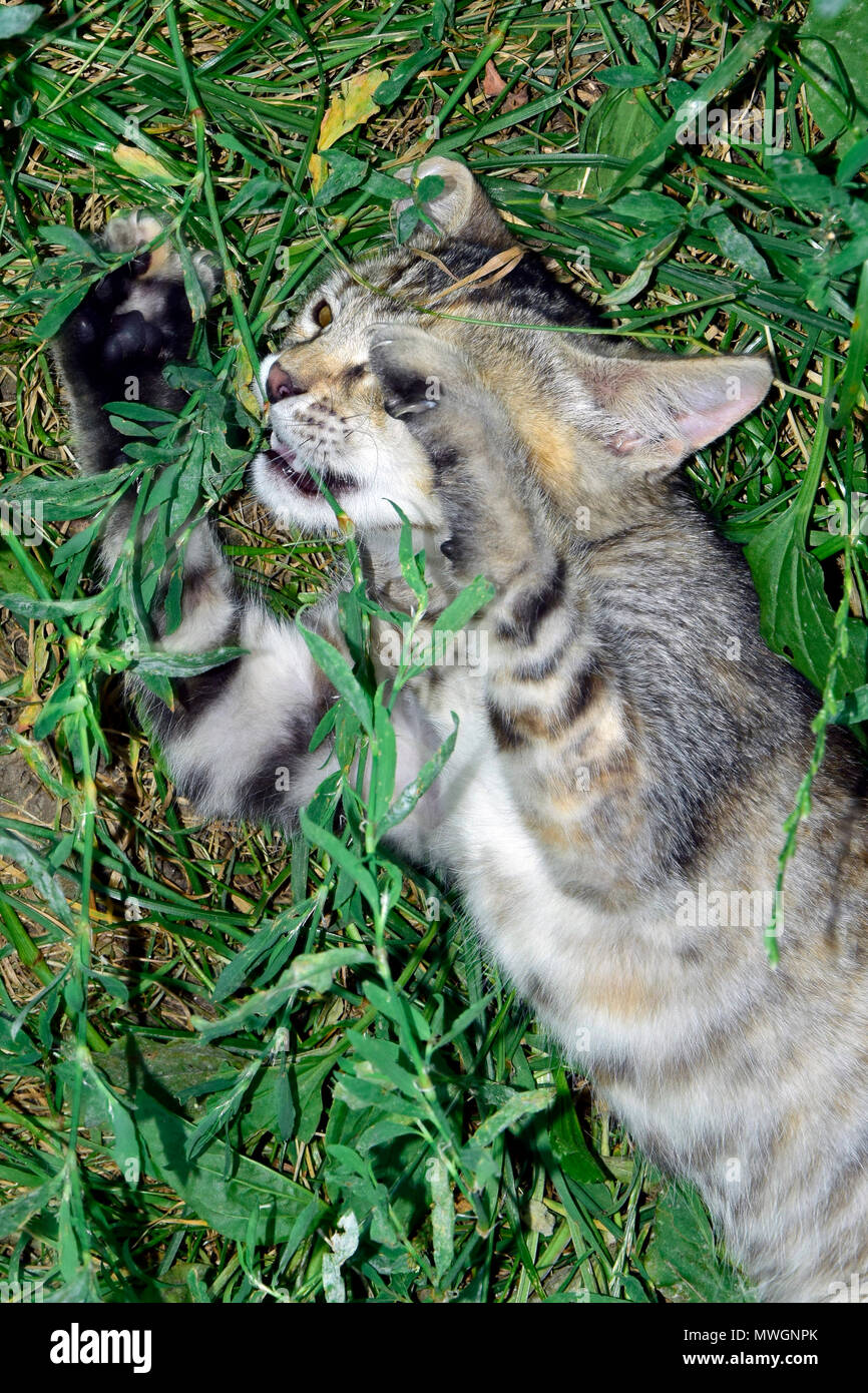 A tabby kitten taking revenge on annoying weeds Stock Photo