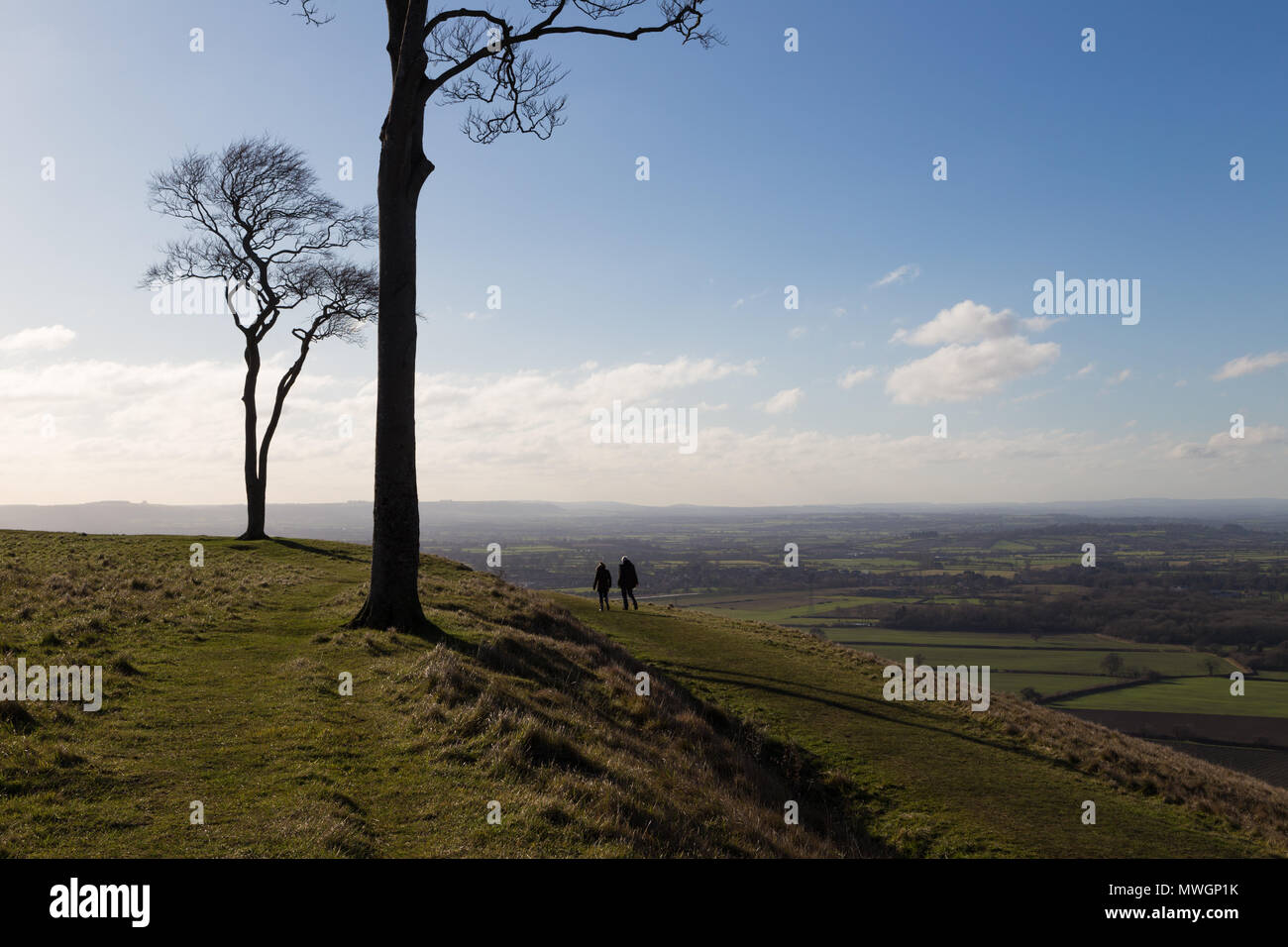 Lone trees on Roundway Down Devizes Stock Photo