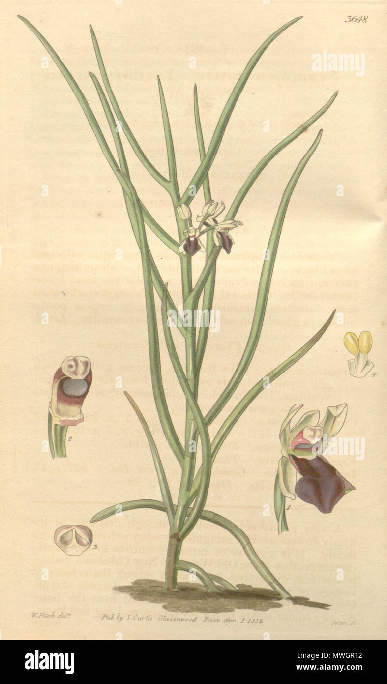 . Illustration of Luisia tristis (as syn. Cymbidium triste) . 1839. Walter Hood Fitch (1817-1892) del., Swan sc. 382 Luisia tristis (as Cymbidium triste) - Curtis' 65 (N.S. 12) pl. 3648 (1839) Stock Photo