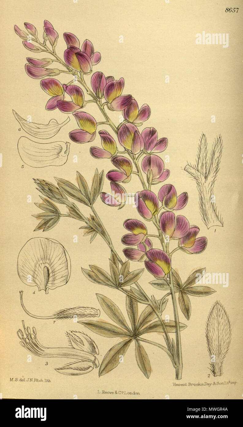 . Lupinus chamissonis, Fabaceae, Faboideae . 1916. M.S. del., J.N.Fitch lith. 382 Lupinus chamissonis 142-8657 Stock Photo