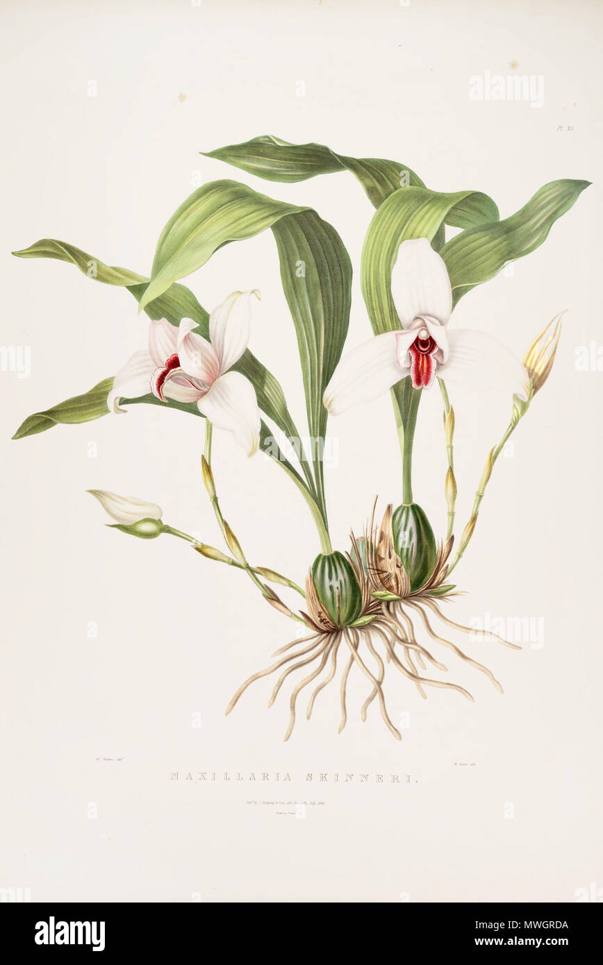 . Illustration of Lycaste skinneri (as syn. Maxillaria skinneri) . 1842. Augusta Innes Withers (del.) - M. Gauci (lith.) 383 Lycaste skinneri (as Maxillaria skinneri)-Bateman Orch. Mex. Guat. pl. 35 (1842) Stock Photo