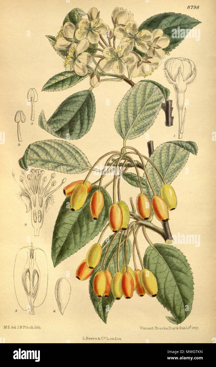. Malus rivularis (= Malus fusca), Rosaceae . 1919. M.S. del., J.N.Fitch lith. 389 Malus rivularis 145-8798 Stock Photo