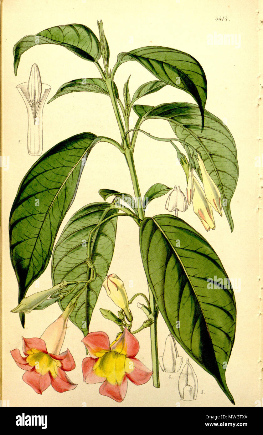 . English: Mandevilla urophylla (Hook.) Woodson, as Dipladenia urophylla Hook. 31 May 2015. W.H. Fitch 390 Mandevilla urophylla Stock Photo