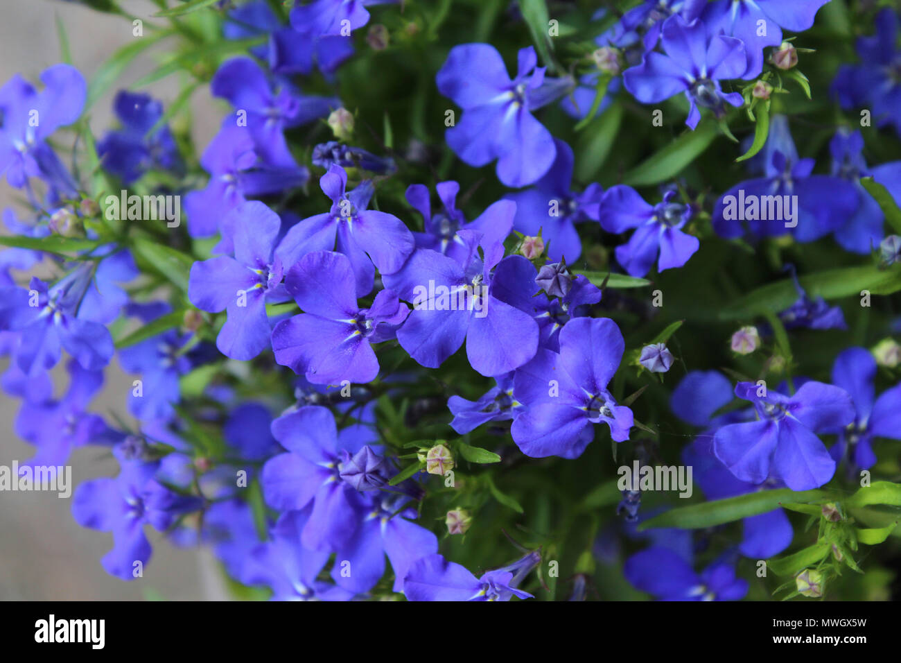The beautiful sapphire blue flowers of Lobelia erinus, a popular summer bedding plant, growing in a pot. Stock Photo