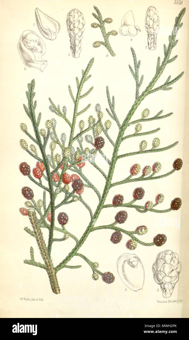 . Illustration of Microcachrys tetragona . 1866. Joseph Dalton Hooker (1817-1911) 415 Microcachrys tetragona Stock Photo