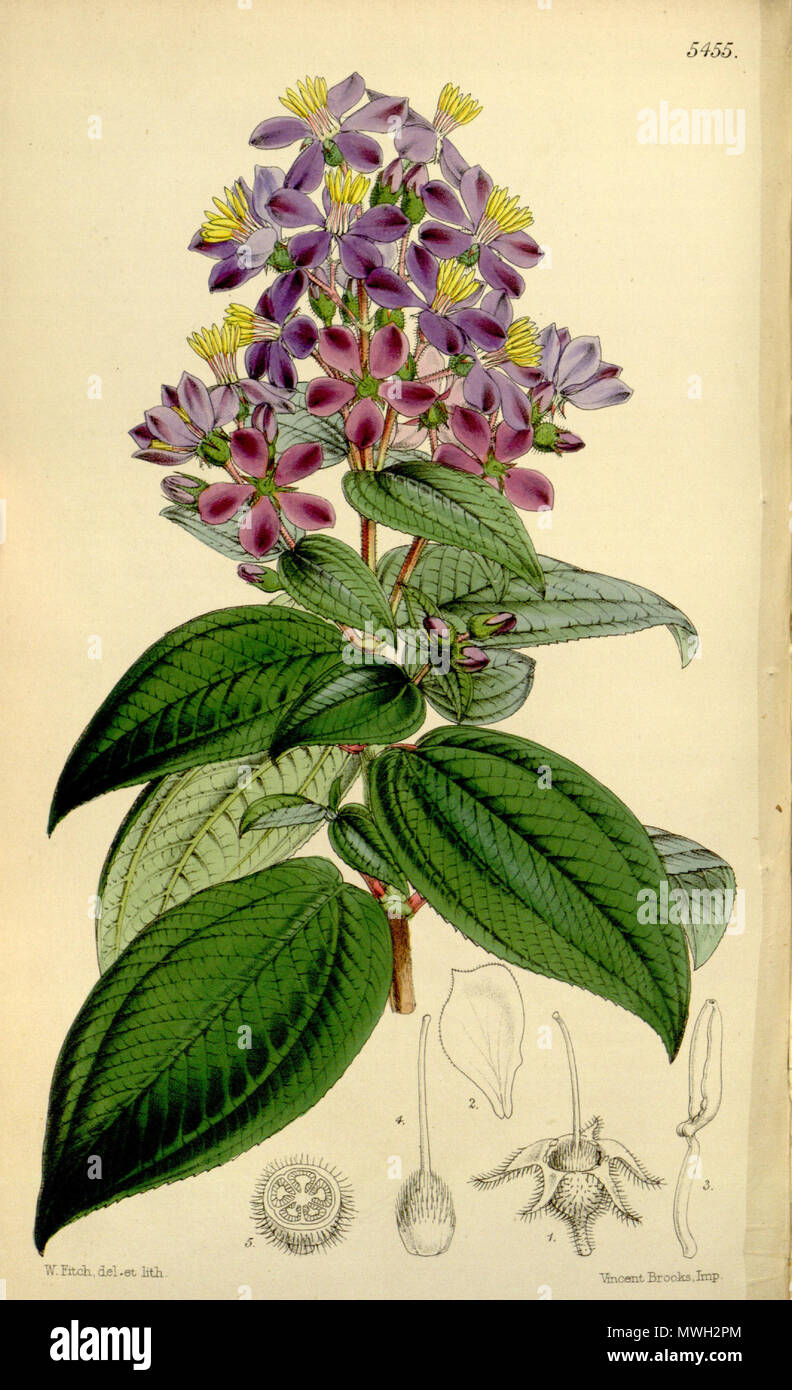 . Micranthella candollei (= Tibouchina mollis), Melastomataceae . 1864. Fitch, del. et lith. 415 Micranthella candollei 90-5455 Stock Photo
