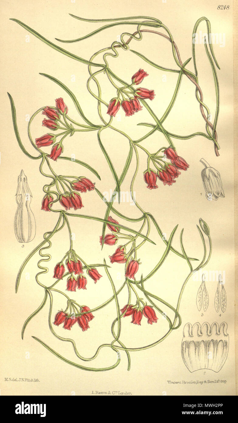 . Microloma tenuifolium, Apocynaceae, Asclepiadoideae . 1909. M.S. del., J.N.Fitch lith. 415 Microloma tenuifolium 135-8248 Stock Photo